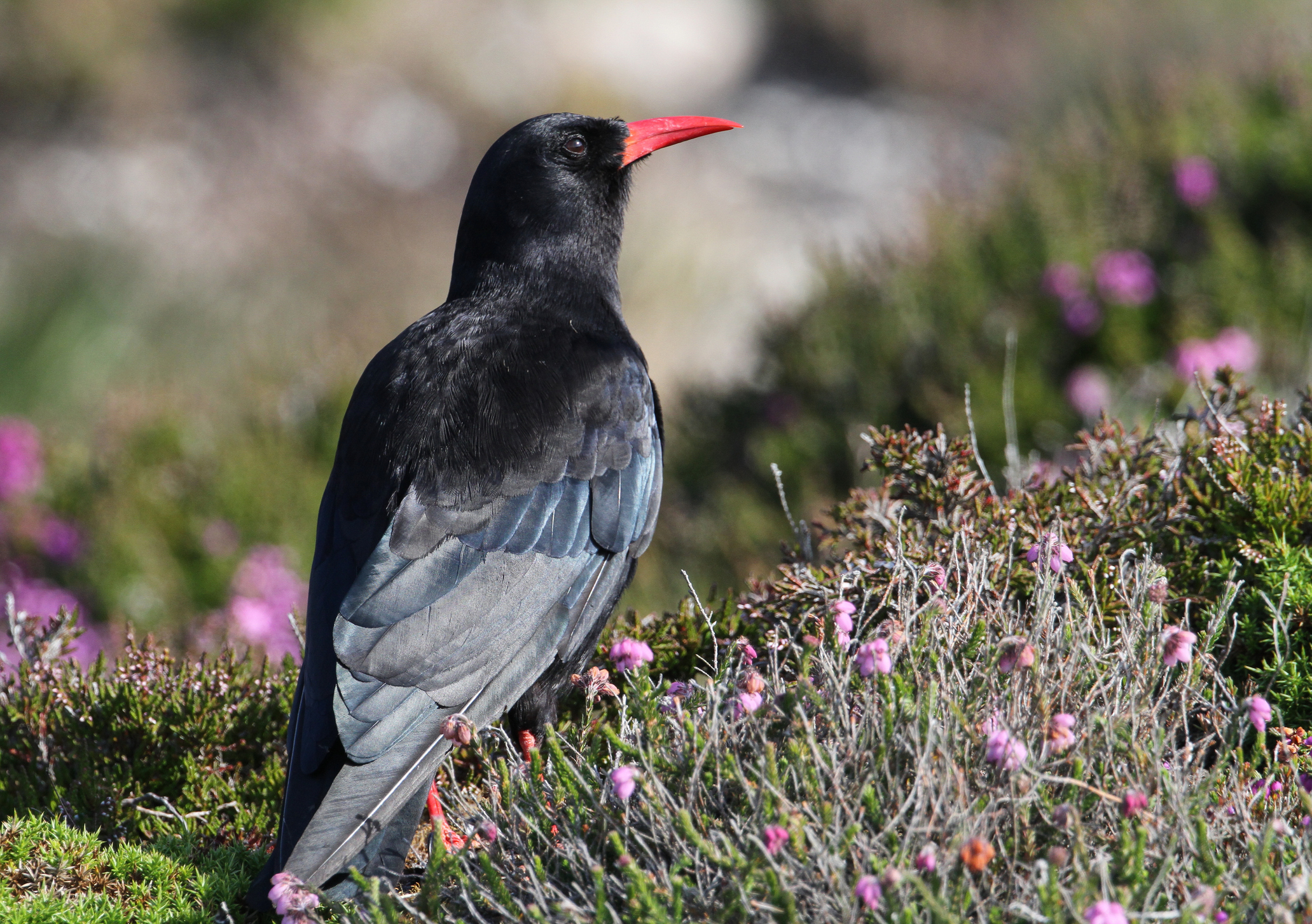 A chough in Wales, UK. © Sandra Standbridge/Getty A chough in Wales, UK. © Sandra Standbridge/Getty
