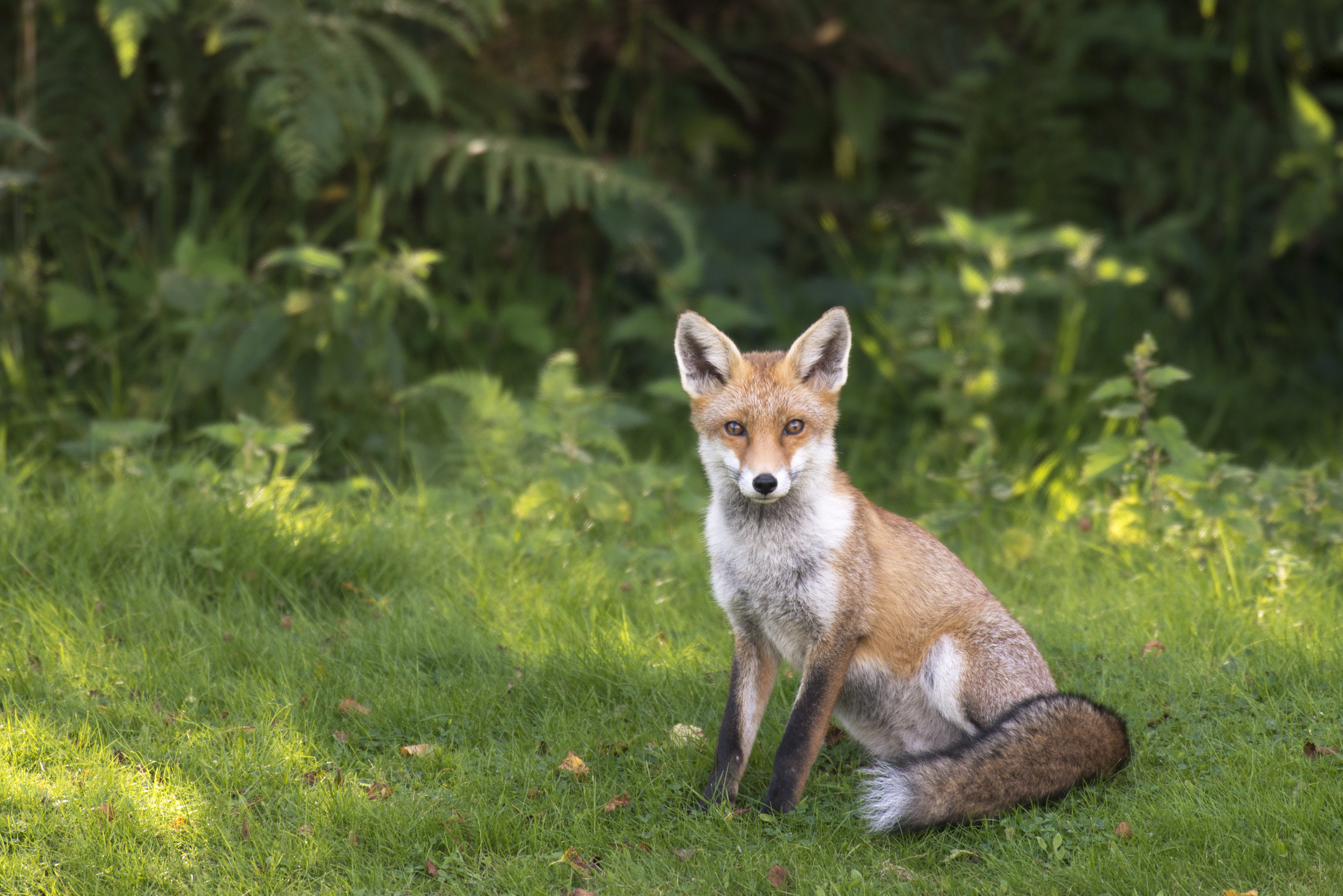 Red fox at the edge of Ashdown Forest, Sussex, England, UK. © James Warwick/Getty