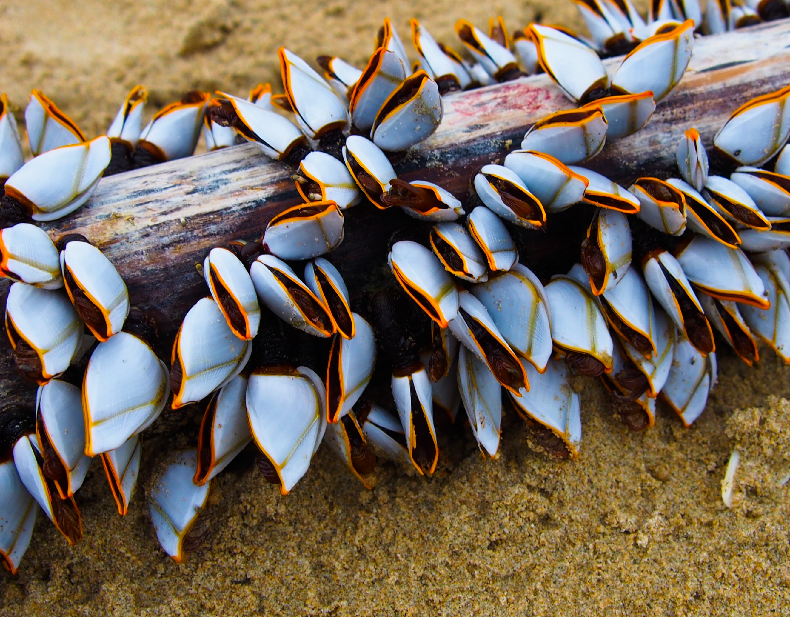 Barnacles attached to a small wooden log, on a sandy shore