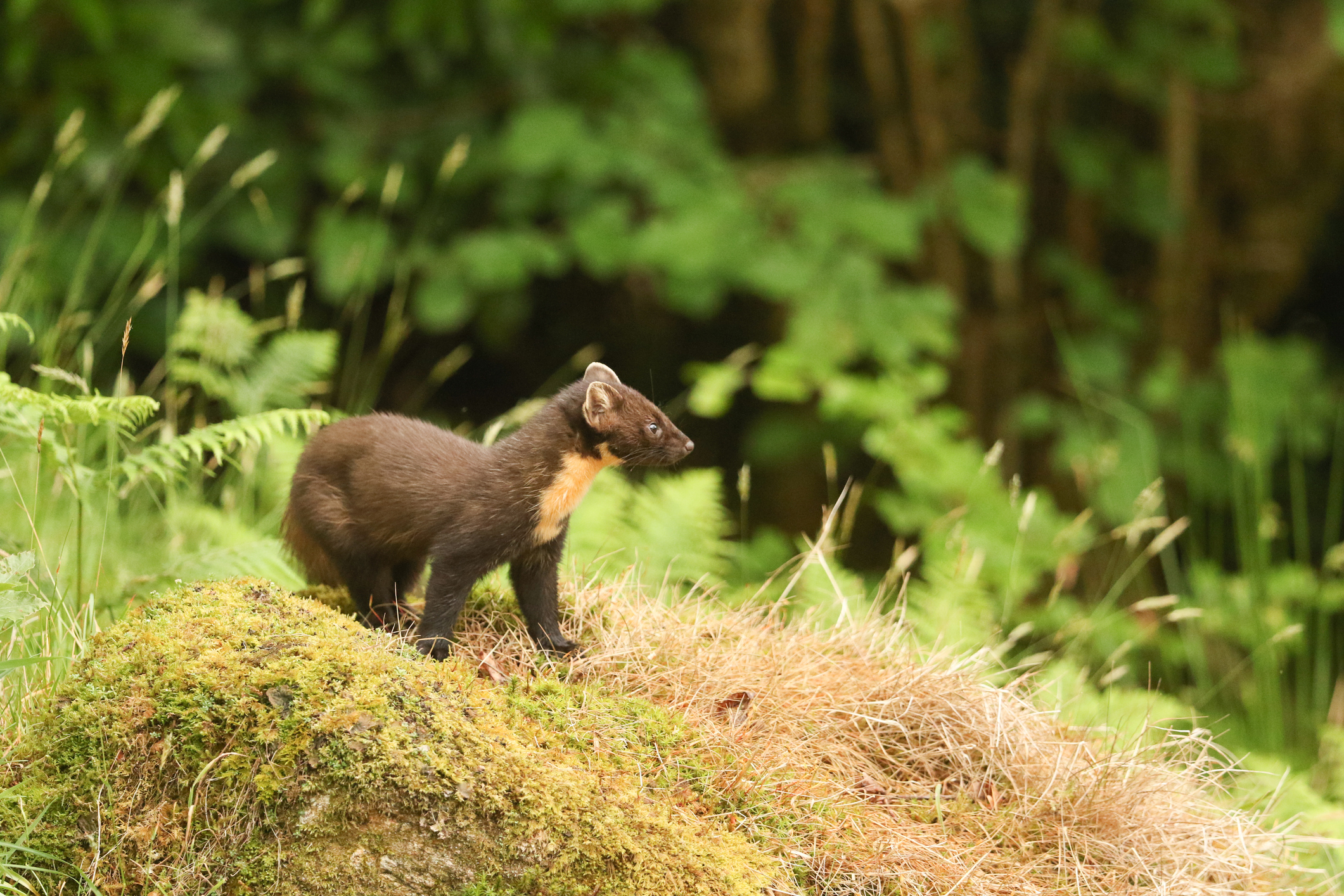 A pine marten standing on a mossy mound in the Highlands of Scotland, UK. © Sandra Standbridge/Getty