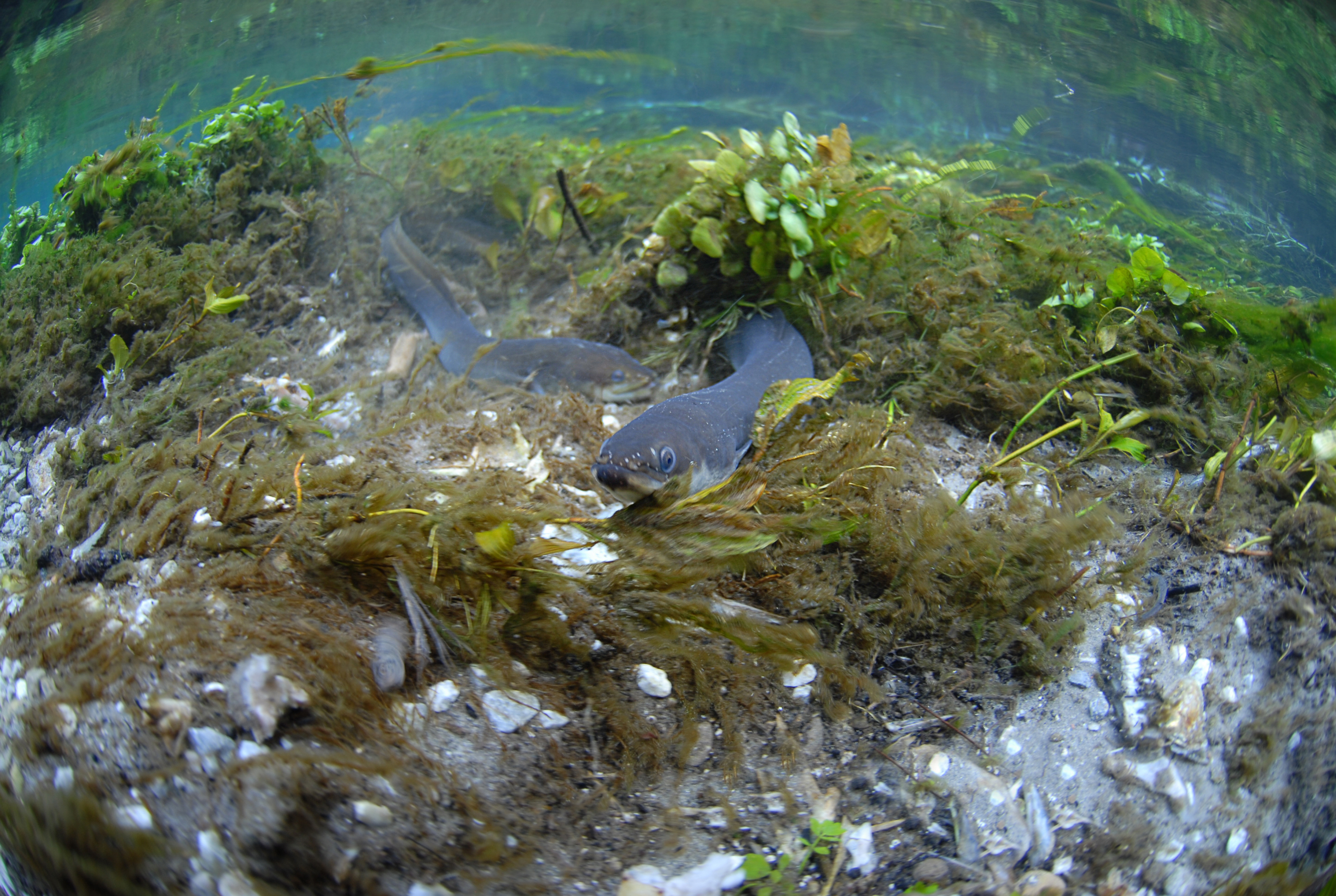 A European eel in Mediterranean Sea in Antalya, Turkey. © Tahsin Ceylan/Anadolu Agency/Getty