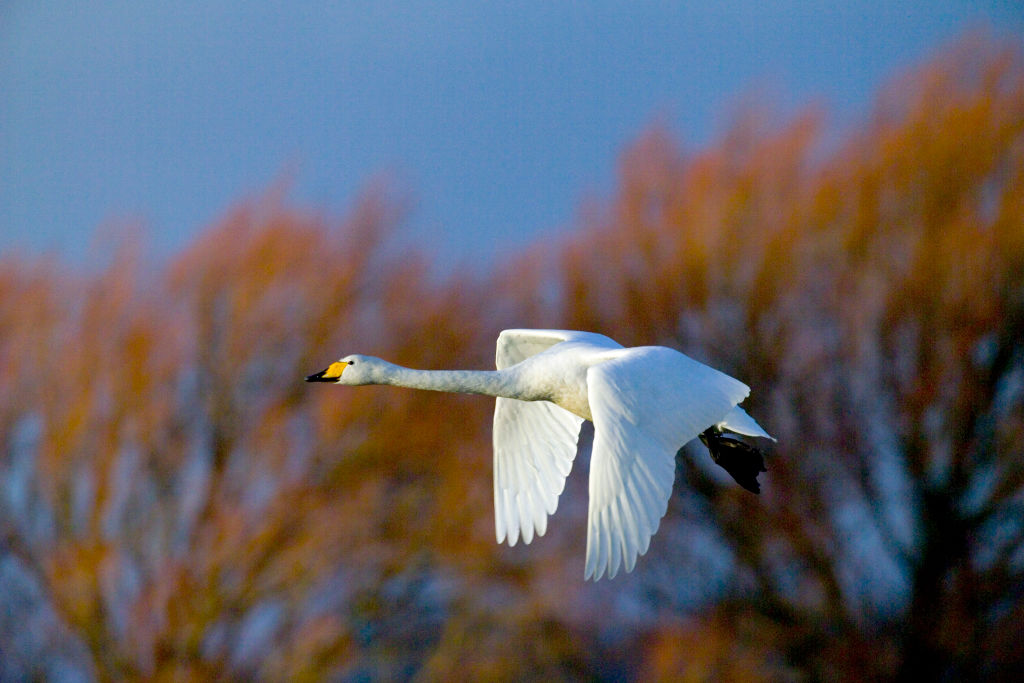 A whooper swan in flight at Caerlaverock, Scotland. Education Images/Getty A whooper swan in flight at Caerlaverock, Scotland. © Education Images/Getty