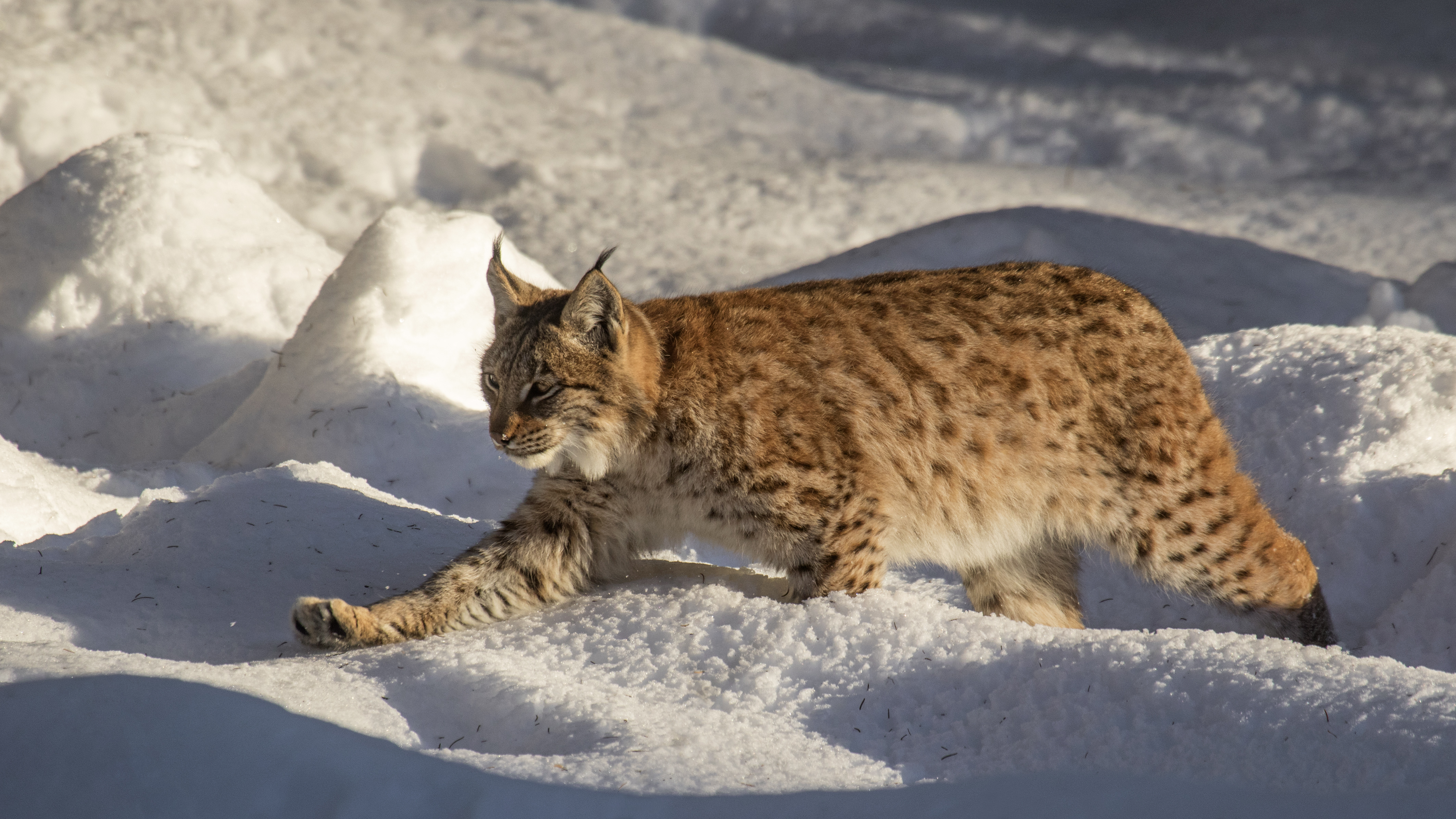 Eurasian lynx (in mainland Europe) hunting during winter. © Arterra/UIG/Getty Eurasian lynx (in mainland Europe) hunting during winter. © Arterra/UIG/Getty