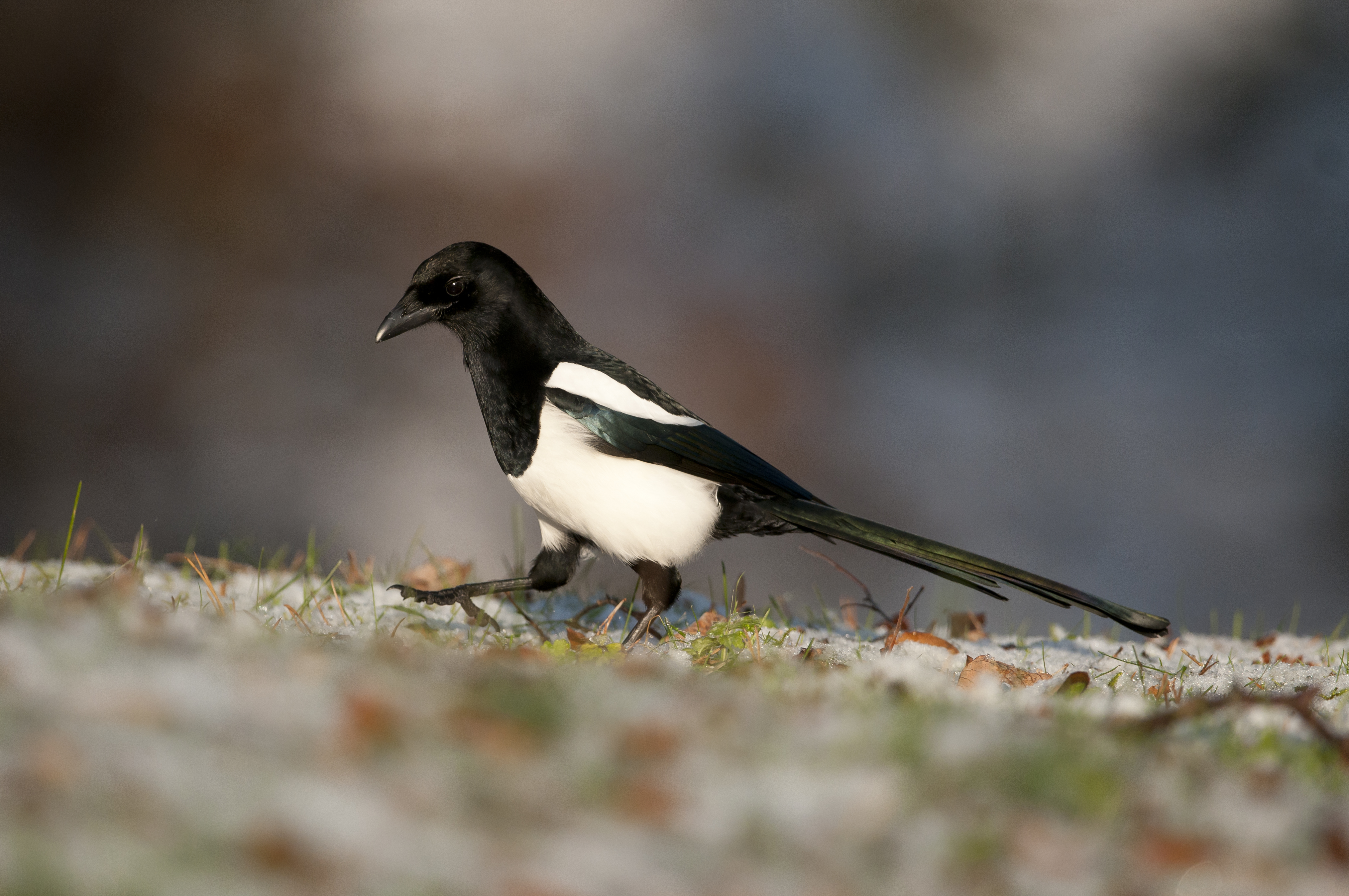 With its pied colouring, the Eurasian magpie is easy to identify. © Garden Picture Library/Getty With its pied colouring, the Eurasian magpie is easy to identify. © Garden Picture Library/Getty
