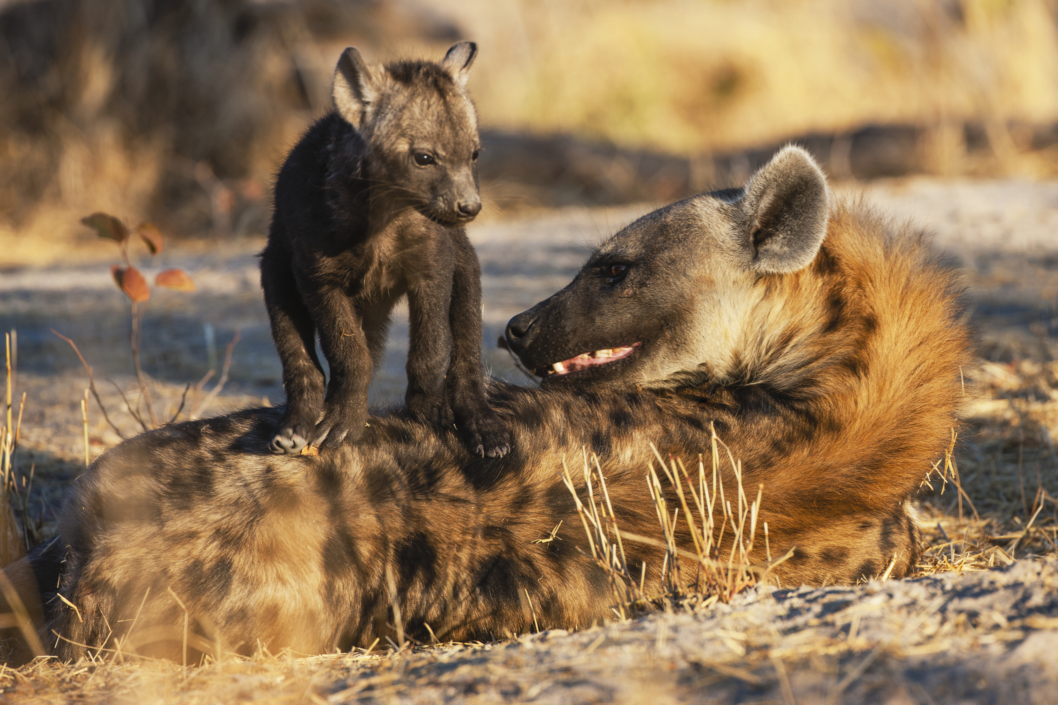 A female spotted hyena with her young cub standing on top of her, Khwai River, Botswana. © Jami Tarris/Getty A female spotted hyena with her young cub standing on top of her, Khwai River, Botswana. © Jami Tarris/Getty