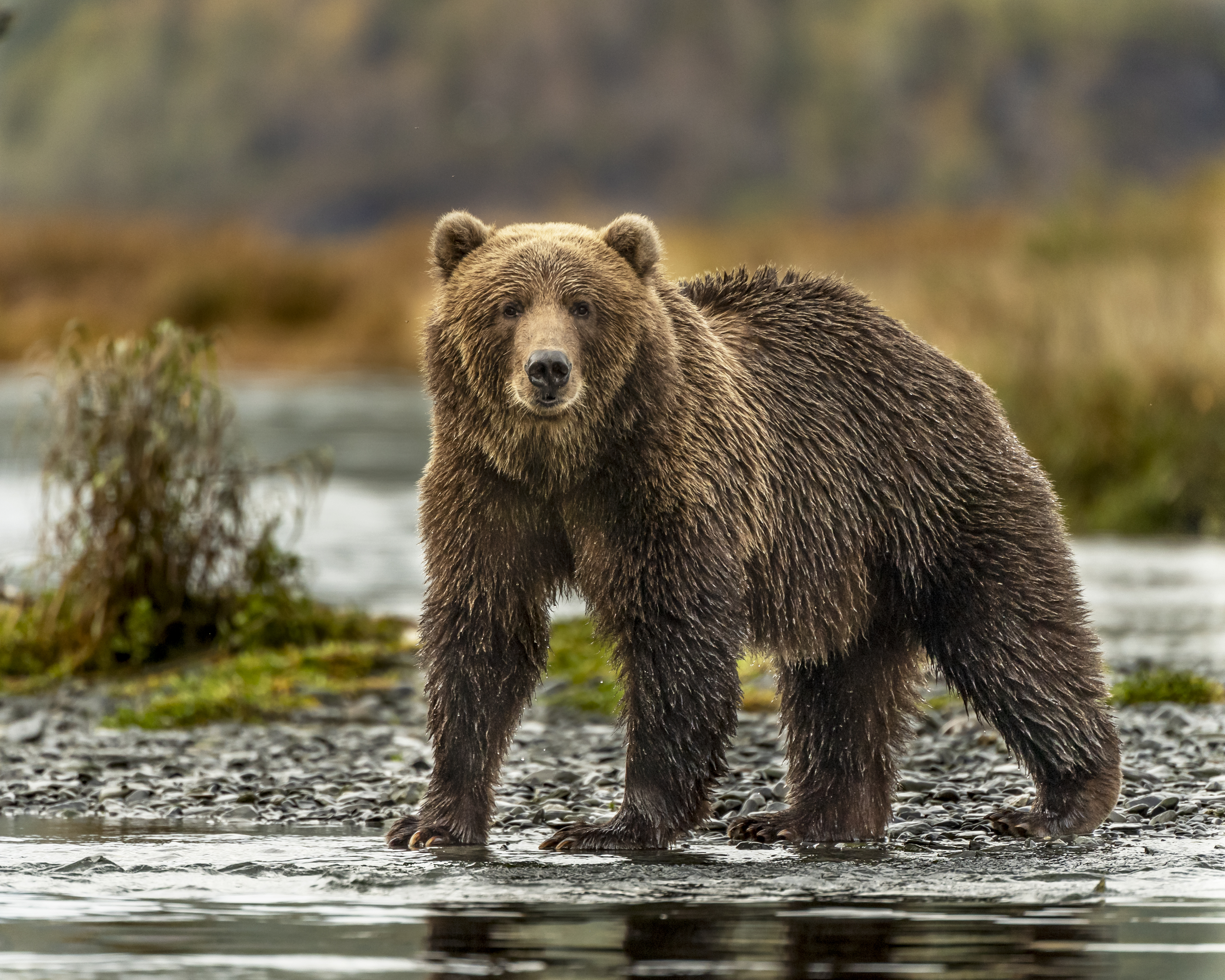 Grizzlies have produced fertile young with polar bears, but are they the same species? © Laura Hedien/Getty