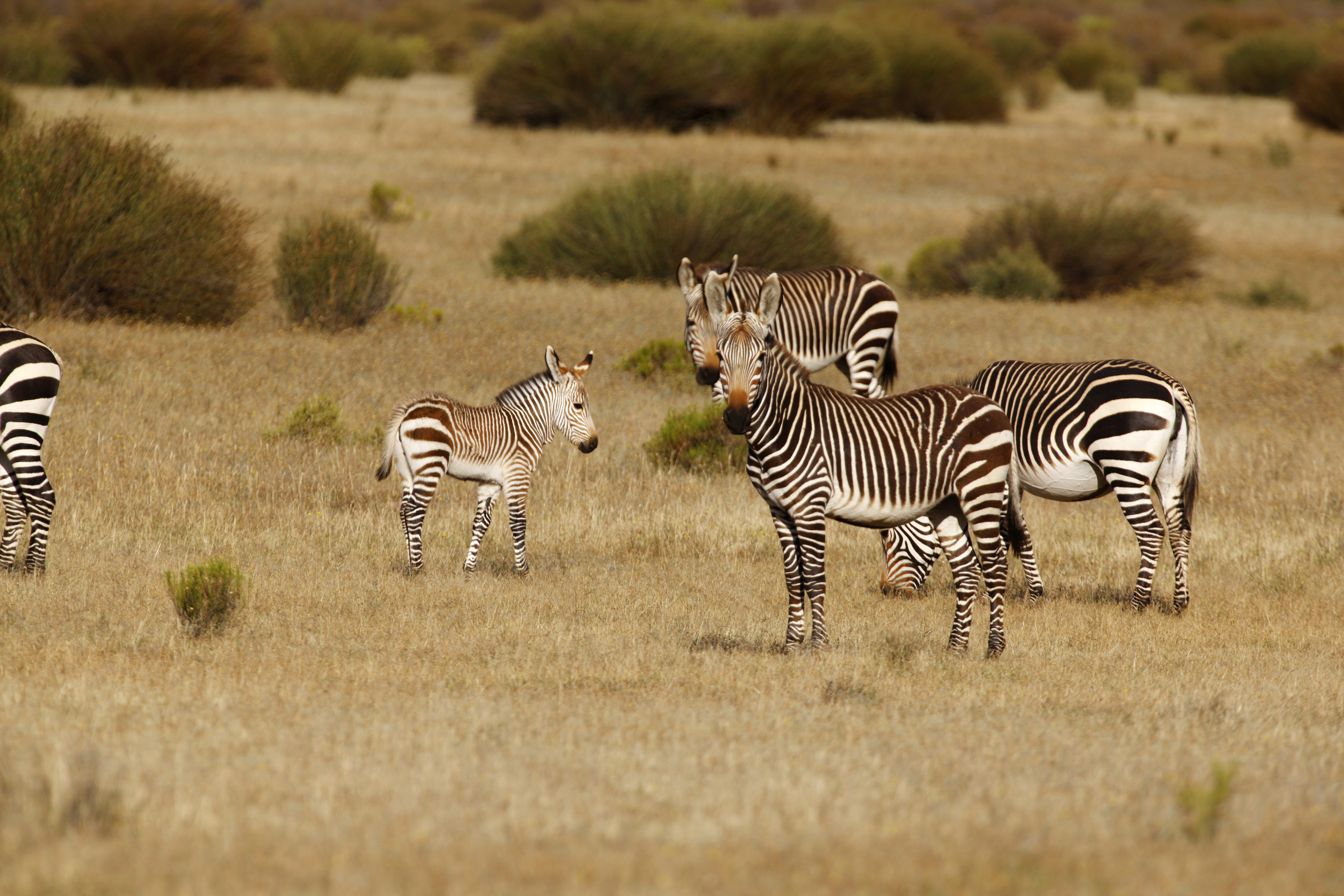The Cape mountain zebra is a subspecies of the mountain zebra. © Hoberman Collection/Universal Images Group/Getty