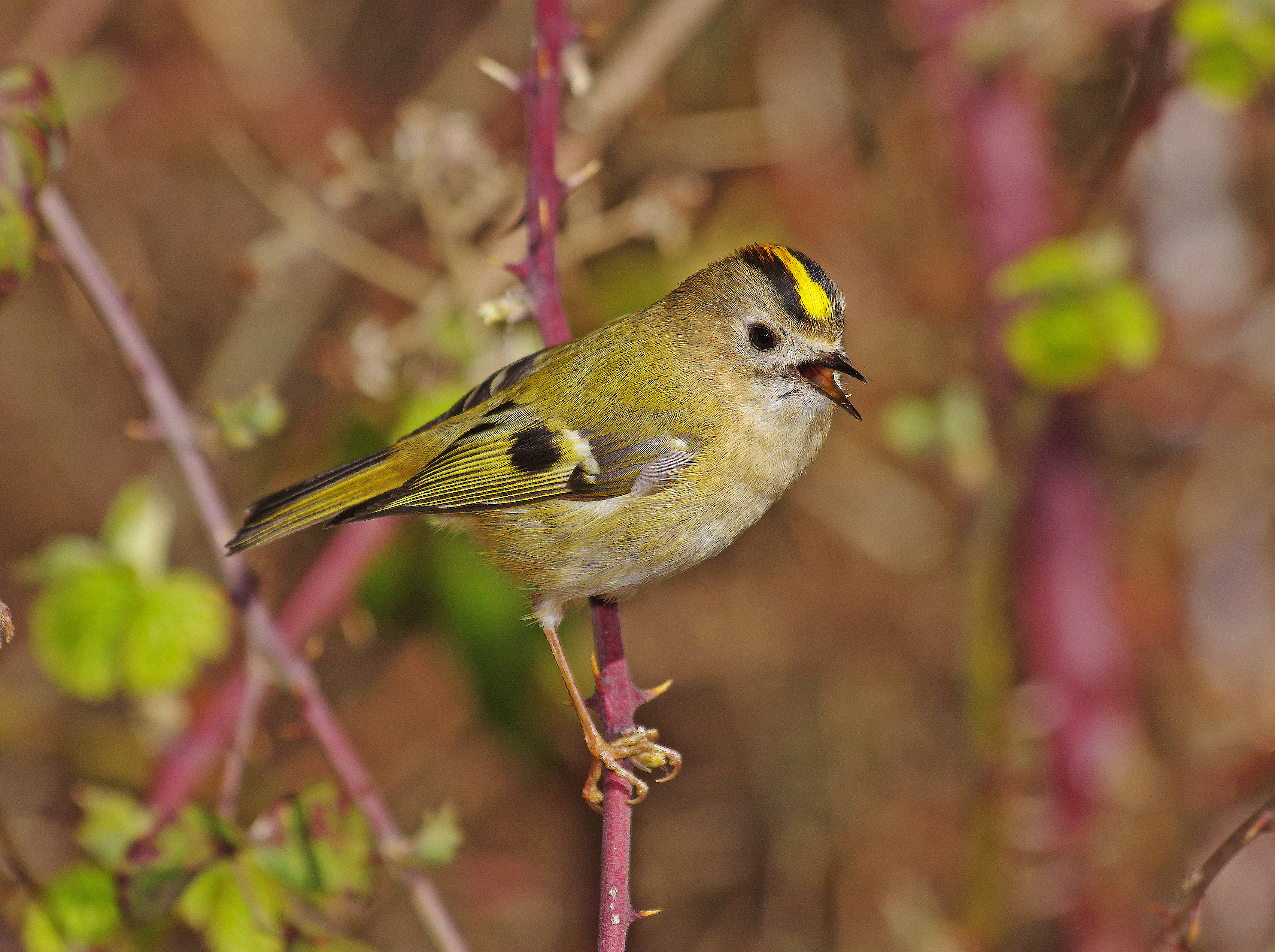 A goldcrest perched on a bramble looking for insects. © Gary Chalker/Getty A goldcrest perched on a bramble looking for insects. © Gary Chalker/Getty