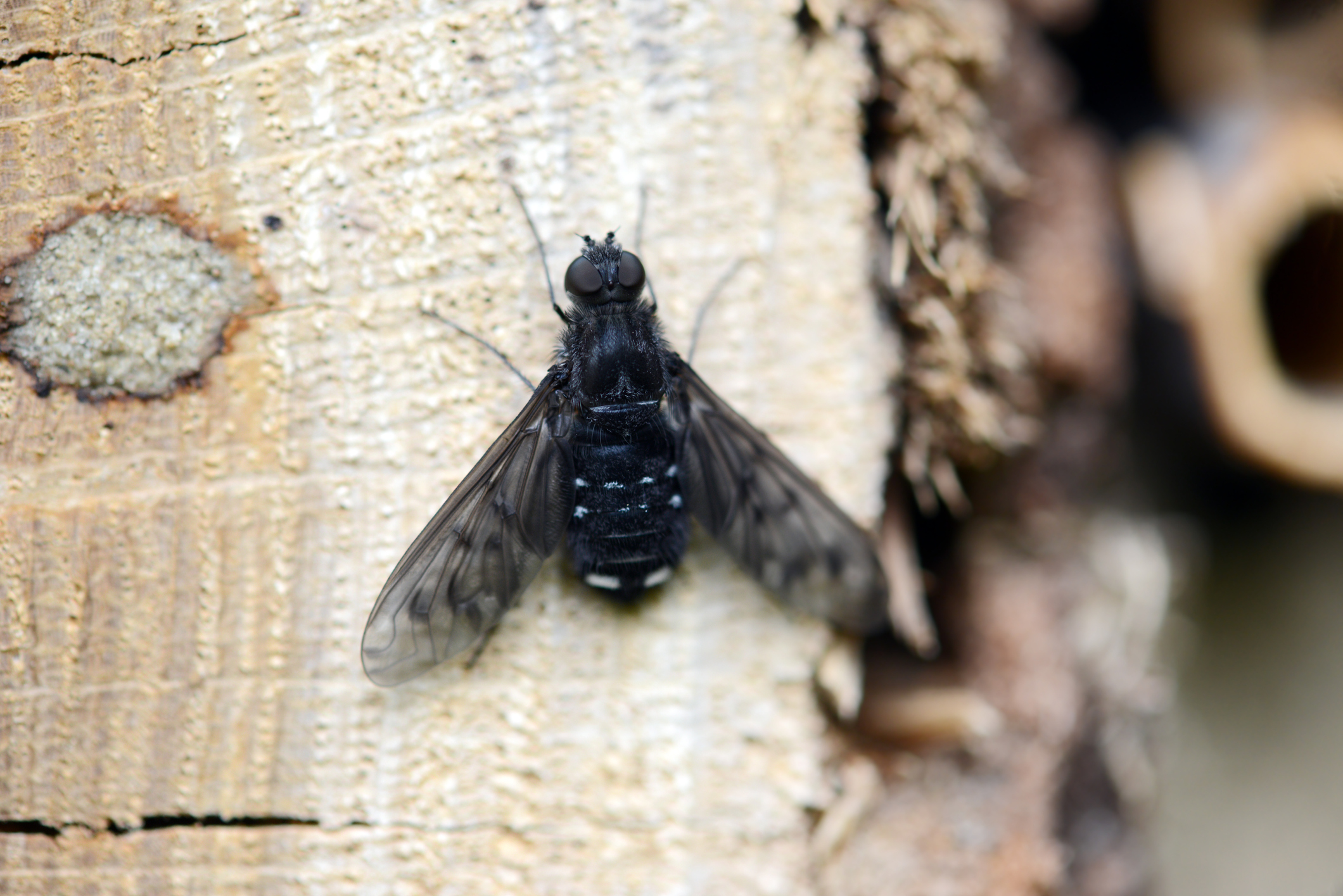 Anthrax fly on a bee hotel. © Getty