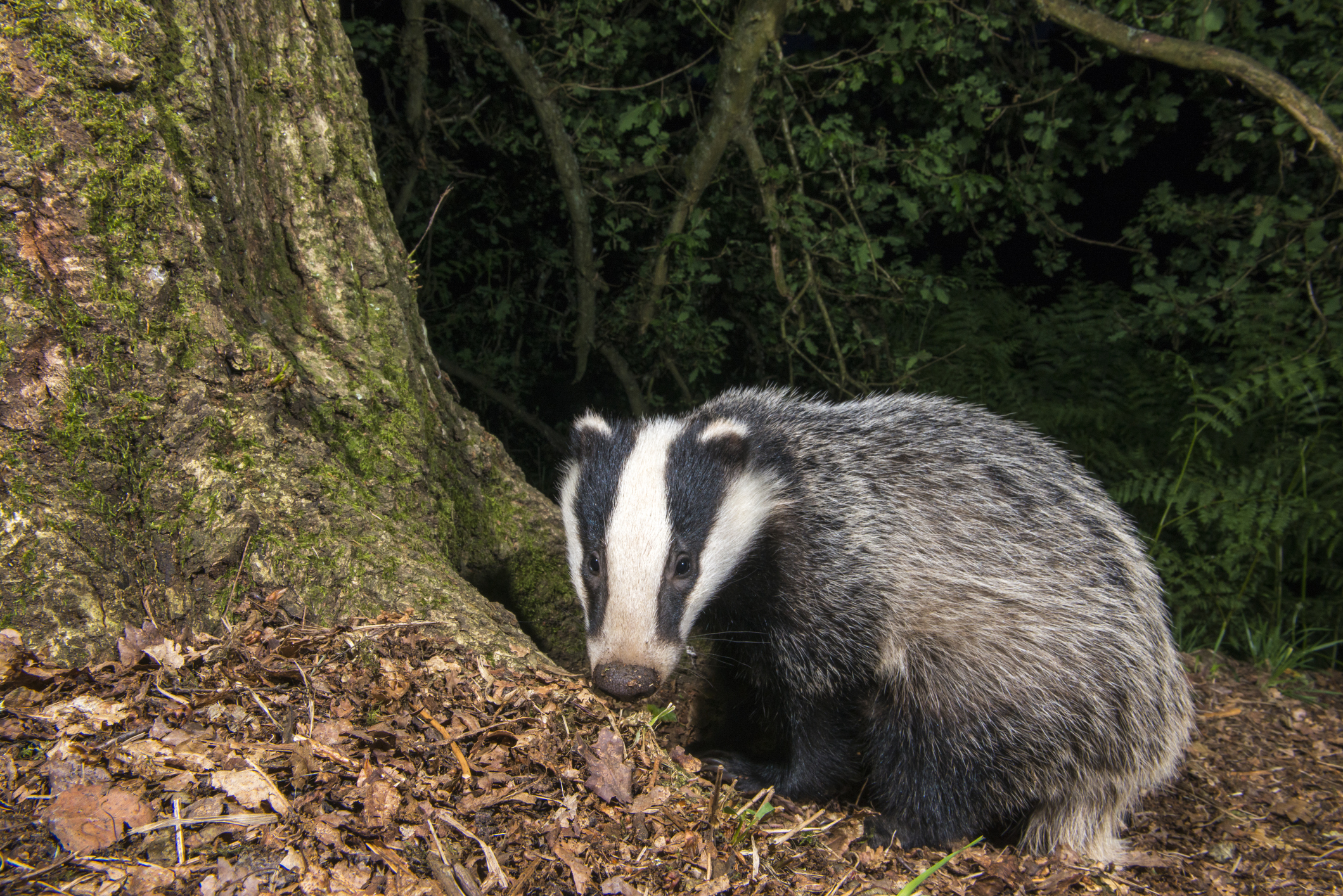European badger cub in Ashdown Forest, Sussex, England. © James Warwick/Getty