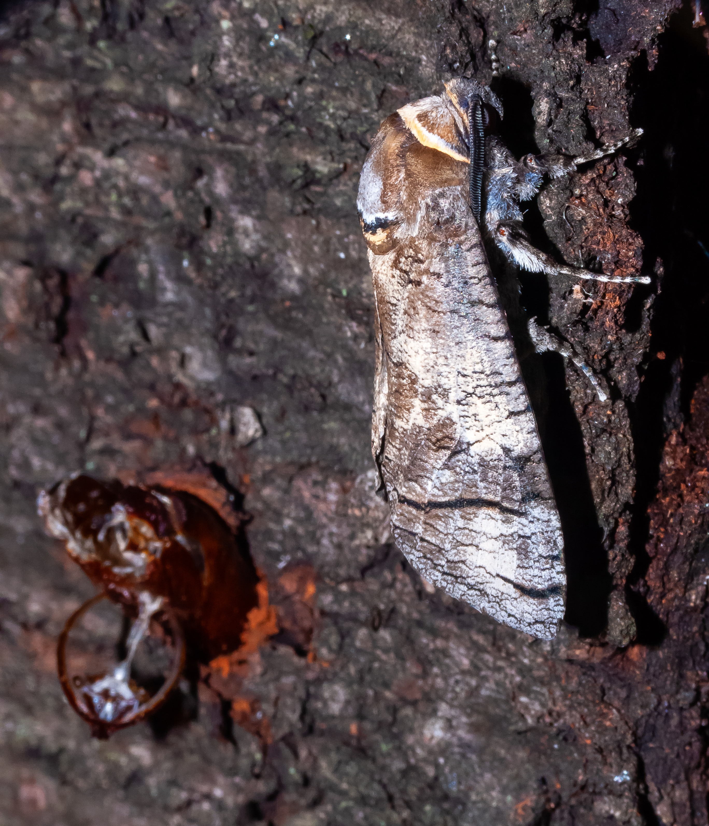 A goat moth freshly emerged from its pupal case. © Jasius/Getty A goat moth freshly emerged from its pupal case. © Jasius/Getty