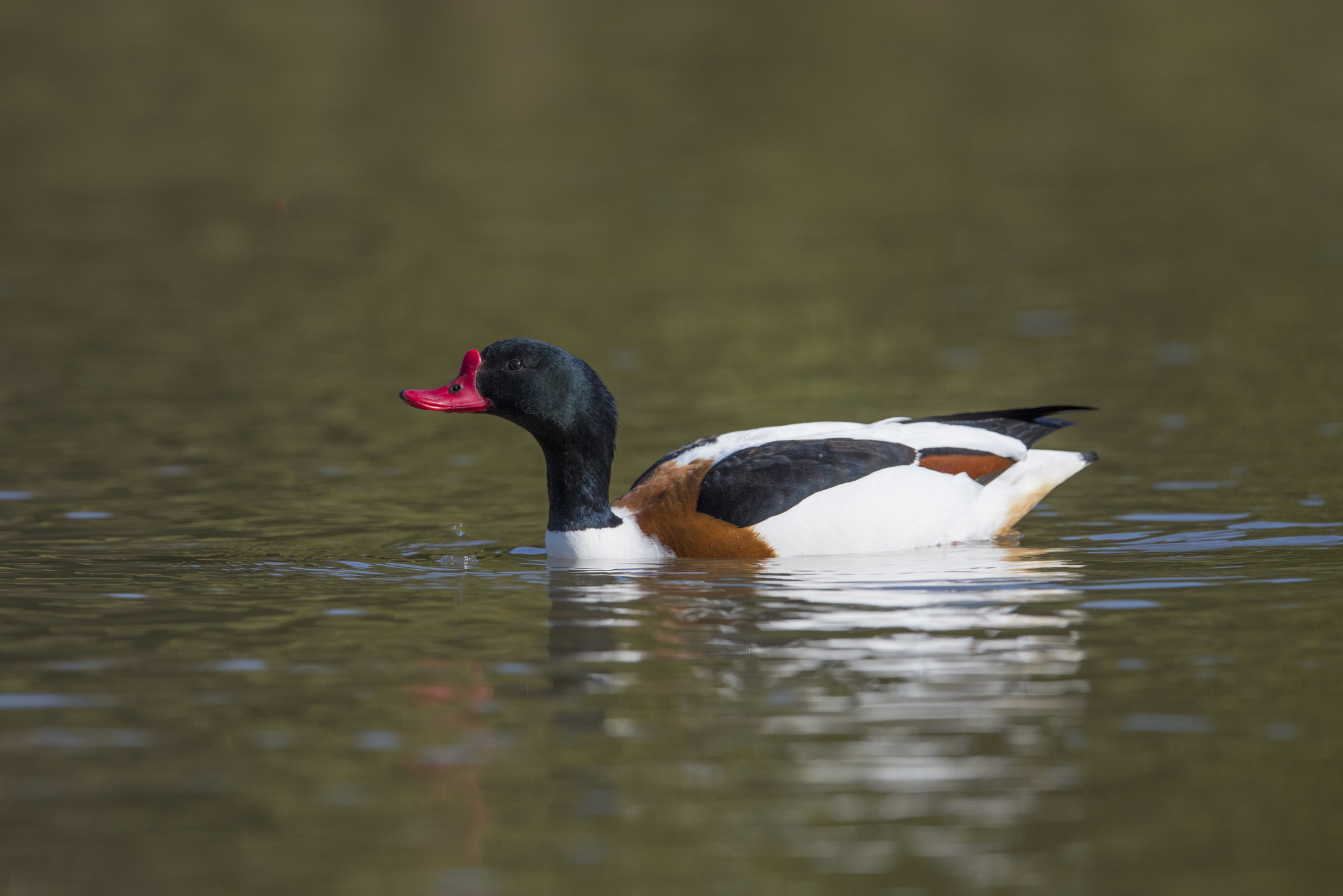 A male shelduck swimming in Norfolk, UK. © Mike Powles/Getty