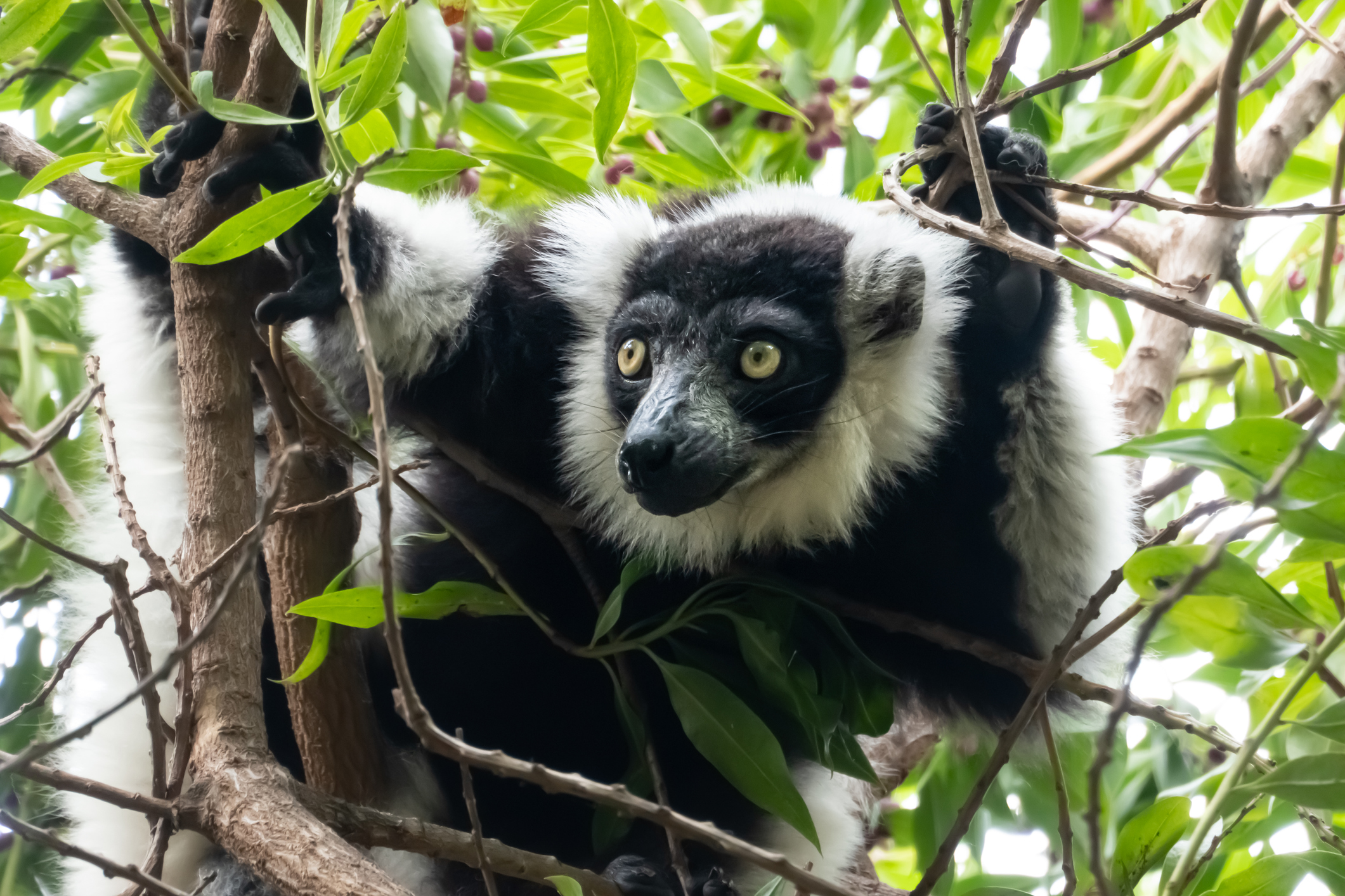 Like all lemurs, the indri is endemic to Madagascar. © Getty A black and white lemur amongst branches and foliage.