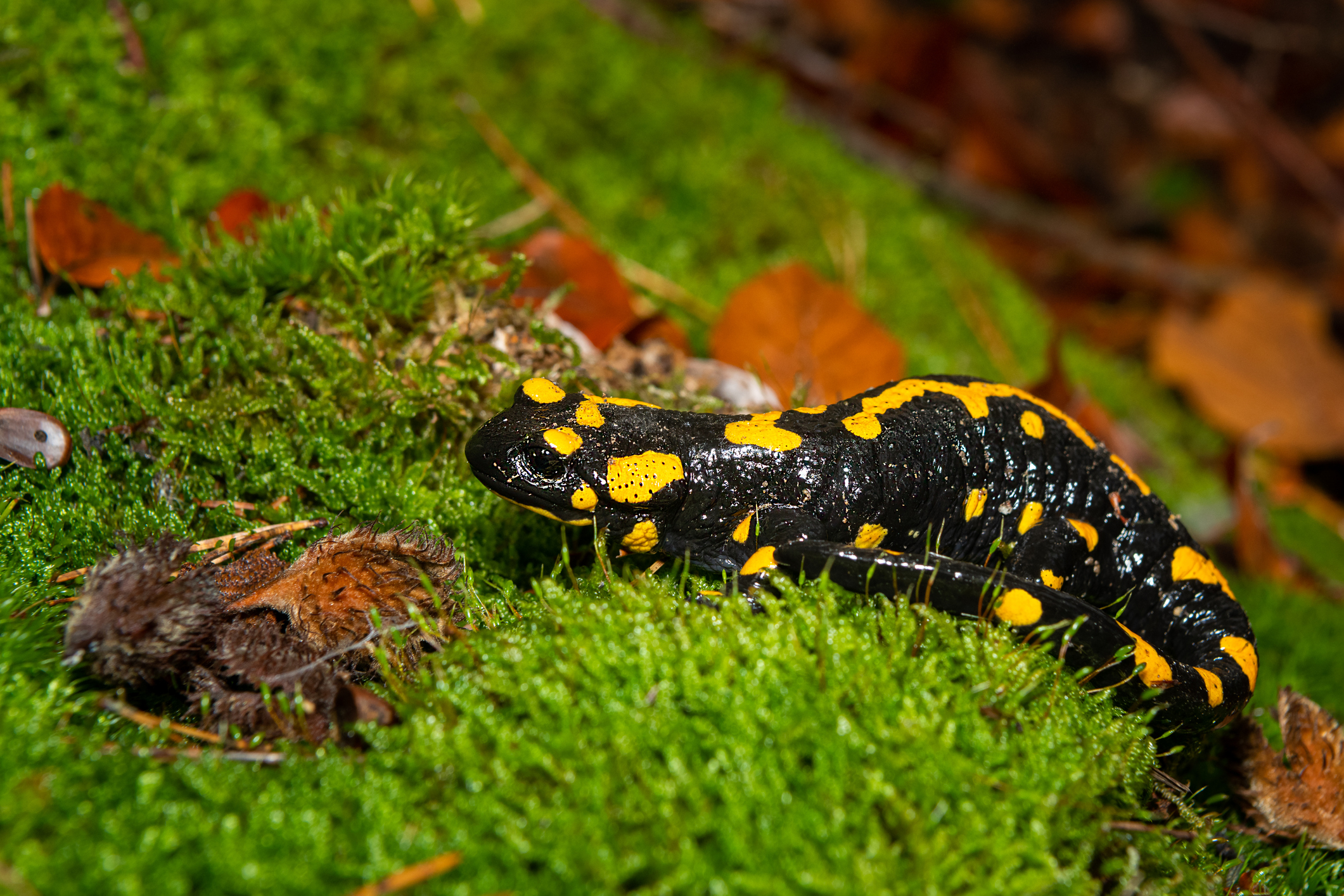 Closeup of a fire salamander in the forest in Wachau, Austria. © Stefan Rotter/Getty Closeup image of a black and yellow salamander on green moss.