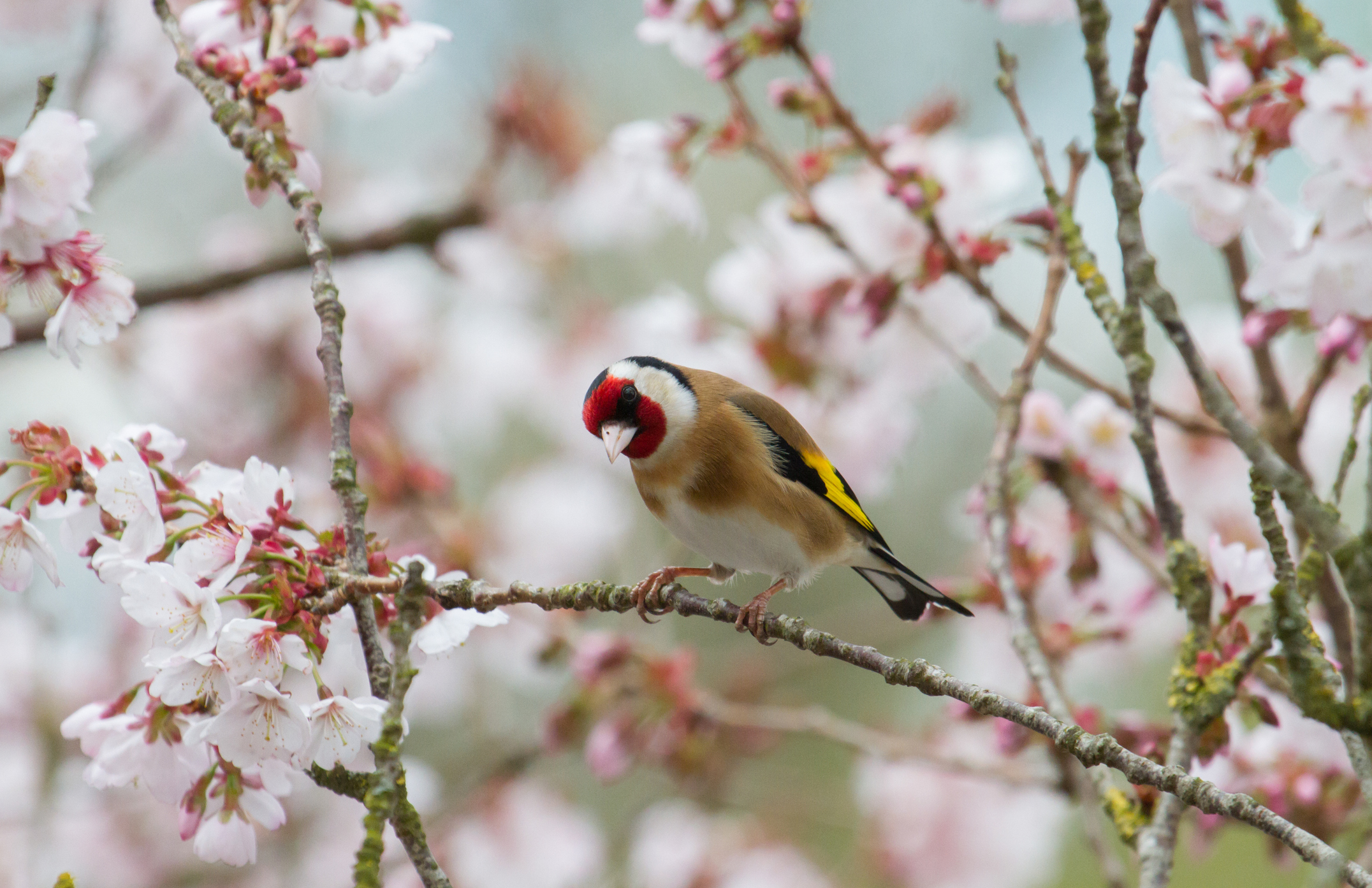 Goldfinch perching on cherry tree branch. © Lauren Tucker/Getty Goldfinch perching on cherry tree branch. © Lauren Tucker/Getty