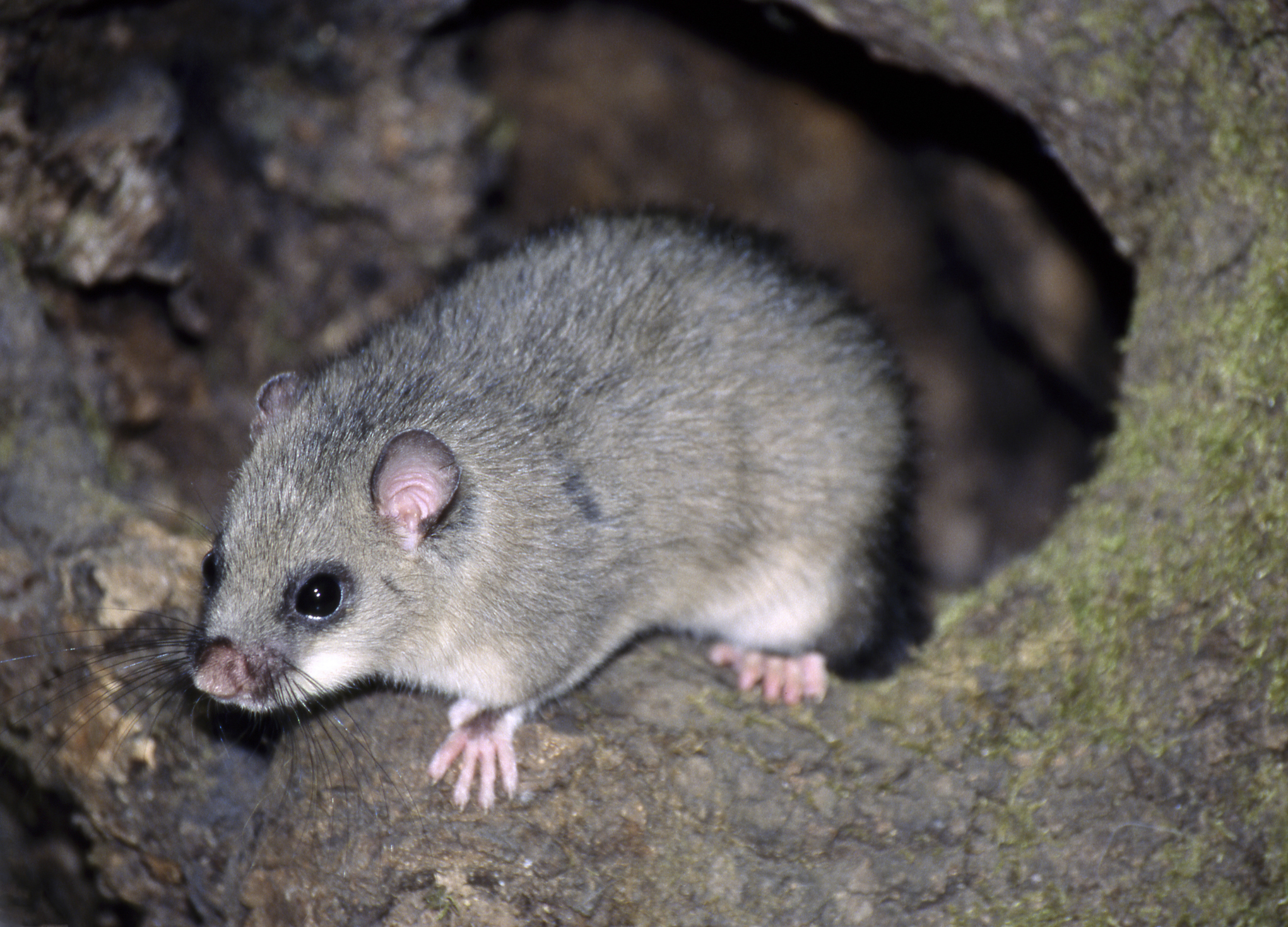 An edible dormouse, in Italy. © Getty An edible dormouse, in Italy. © Getty