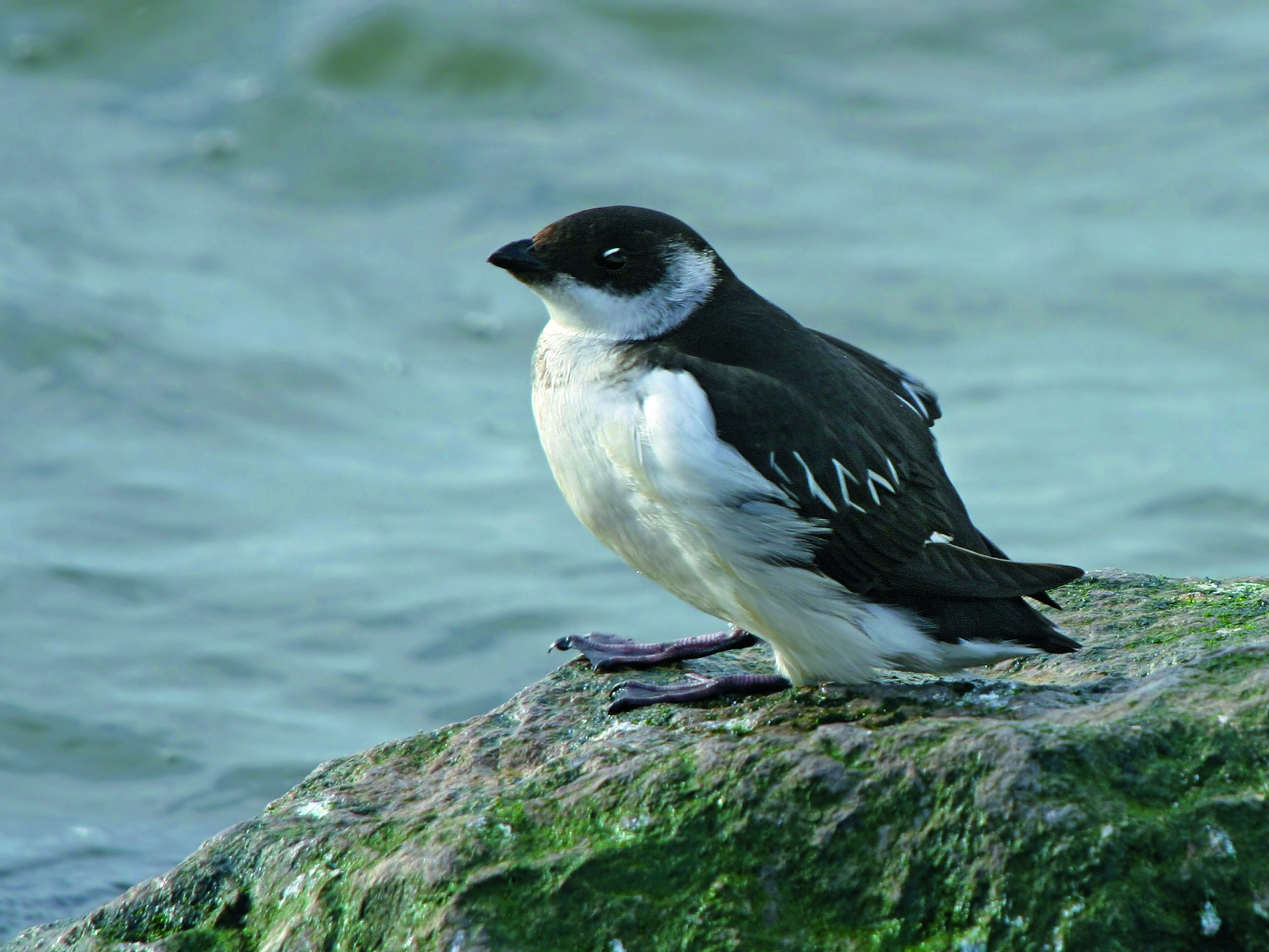 Hundreds of starling-sized auks can be seen along the Scottish coast. © Getty