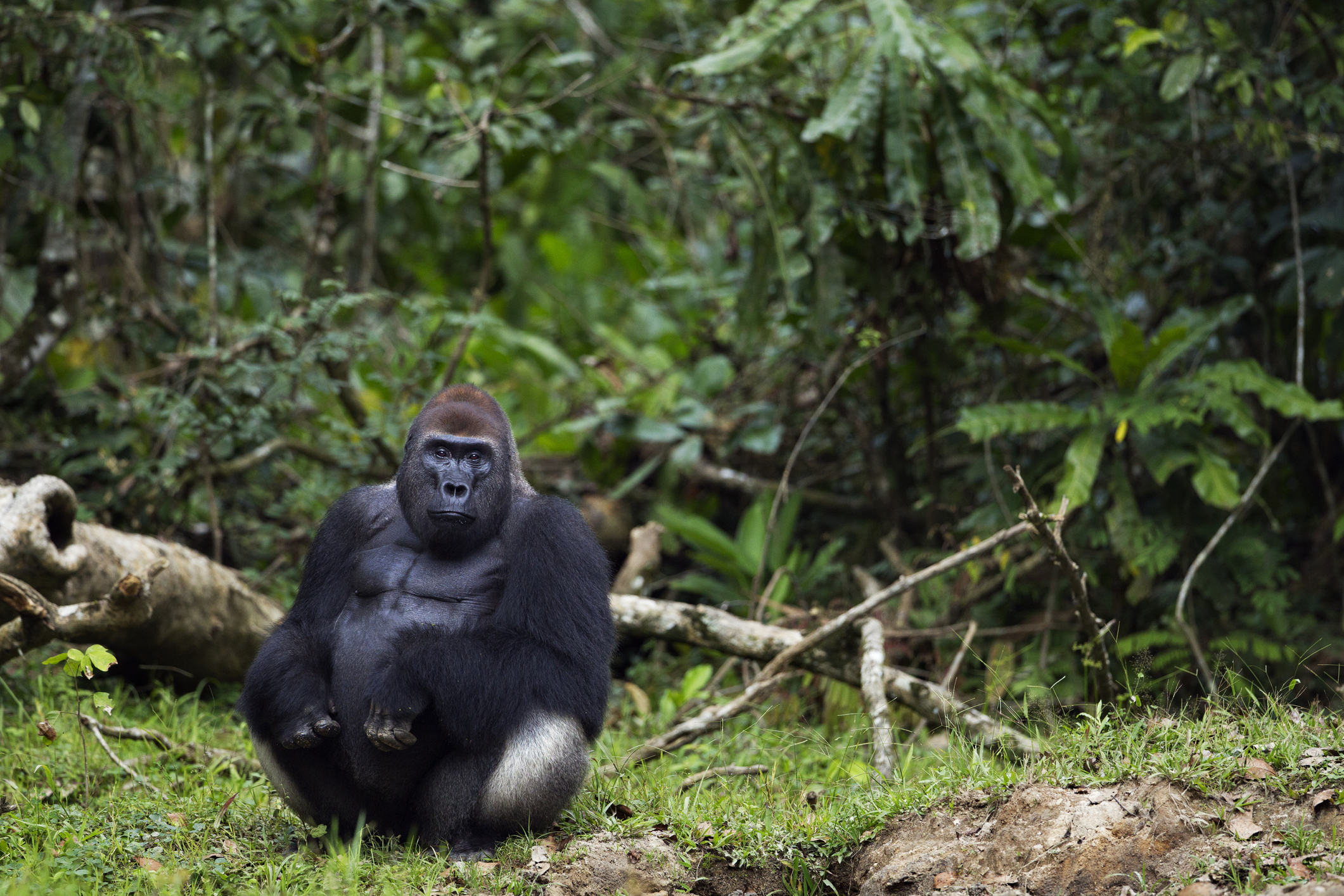 Western lowland gorilla dominant male silverback 'Makumba' aged 32 years, in Bai Hokou, Dzanga Sangha Special Dense Forest Reserve, Central African Republic. © Fiona Rogers/Getty Western lowland gorilla dominant male silverback 'Makumba' aged 32 years, in Bai Hokou, Dzanga Sangha Special Dense Forest Reserve, Central African Republic. © Fiona Rogers/Getty