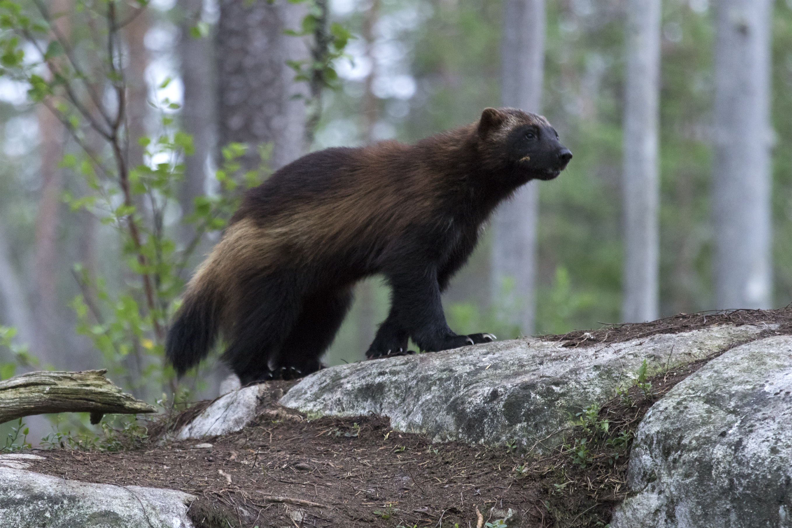 A brown mammal walks across a large rock in the ground, surrounded by trees.