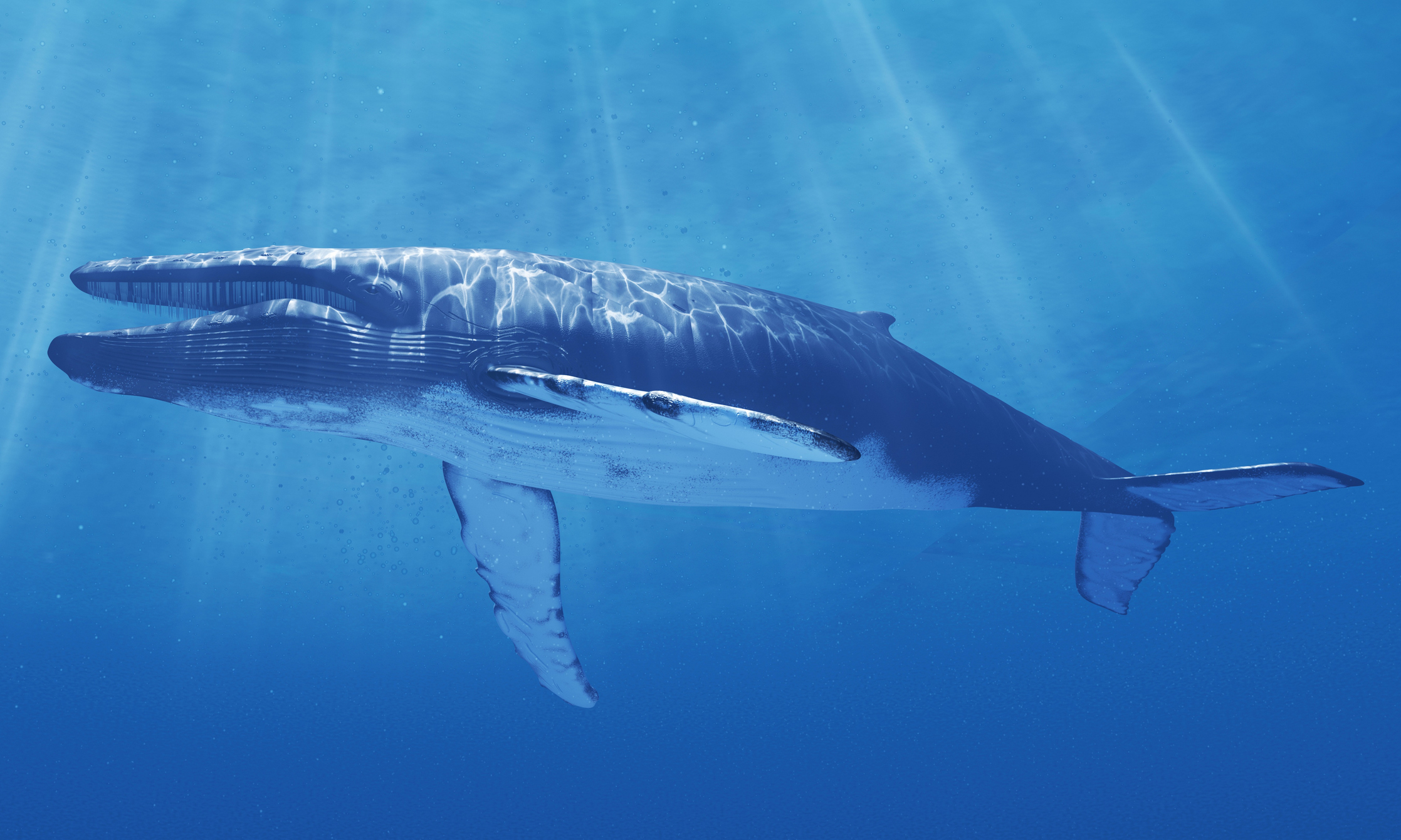 Blue whale in sea