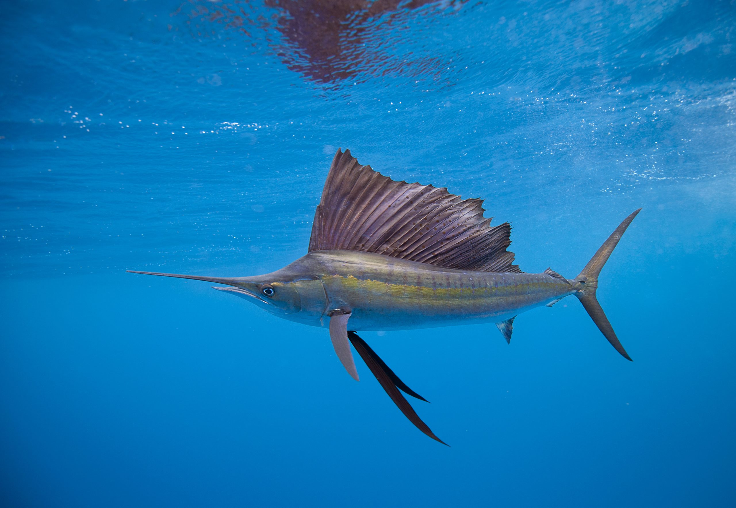 Sailfish image was shot off Isla Mujeres.