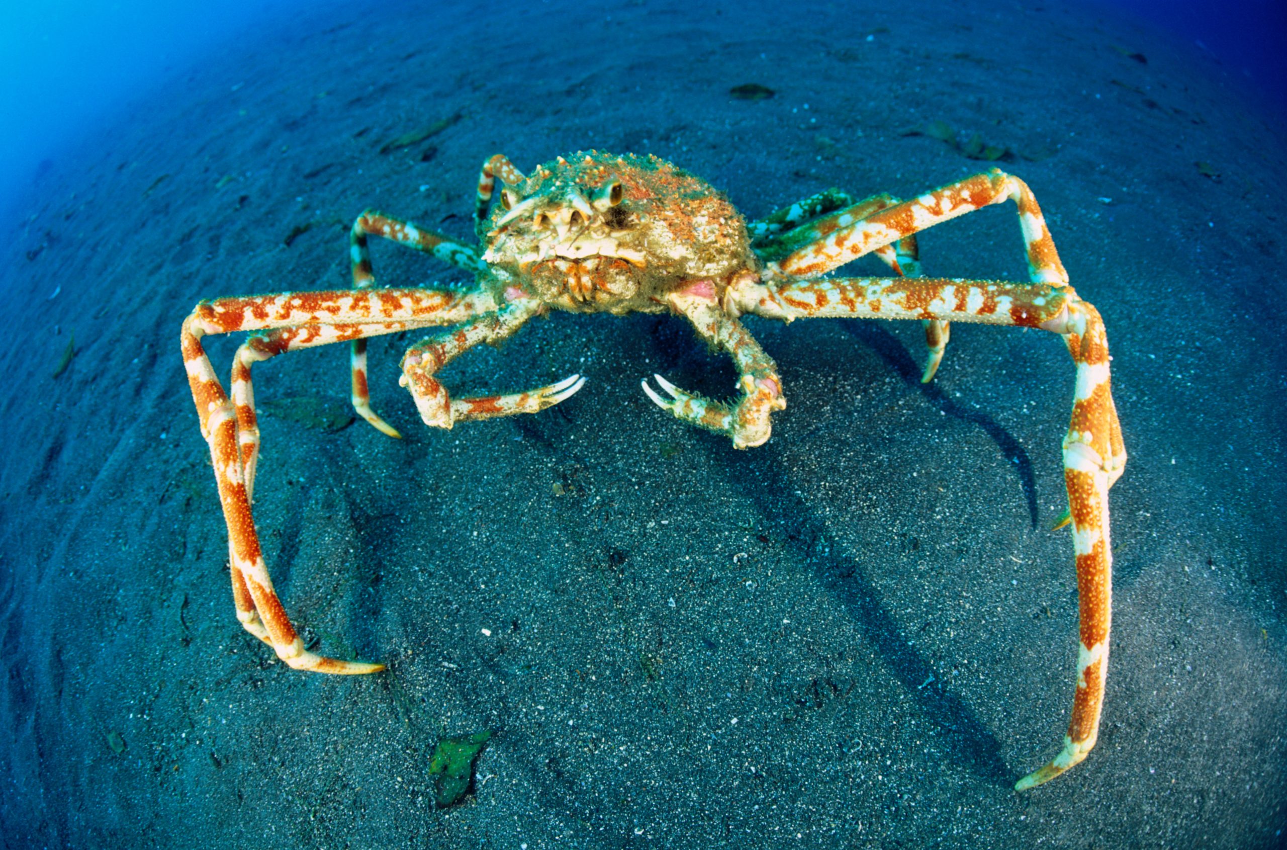 Giant Japanese spider crab (Macrocheira kaempferi)