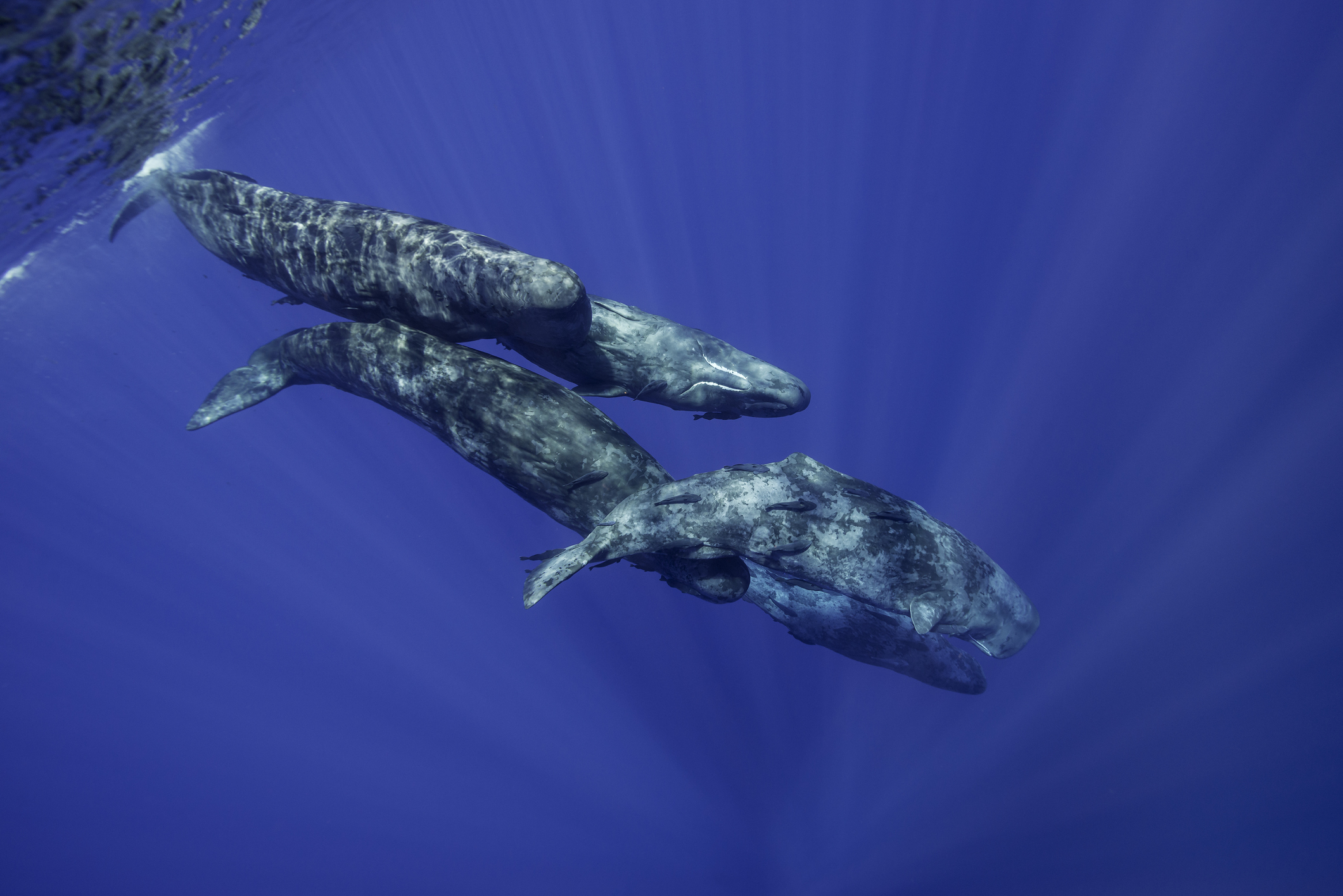 Pod of sperm whales in a social grouping, Indian Ocean, Mauritius.