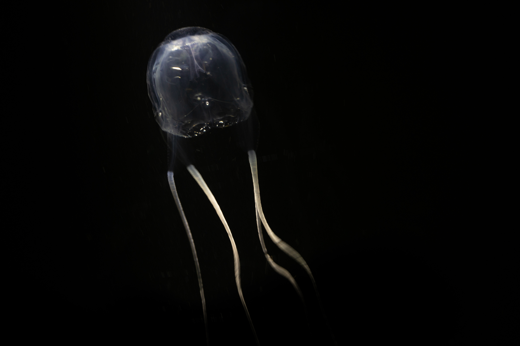 Dangerous box jellyfish in Western Australia, species Carybdea rastoni, the southwestern stinger.