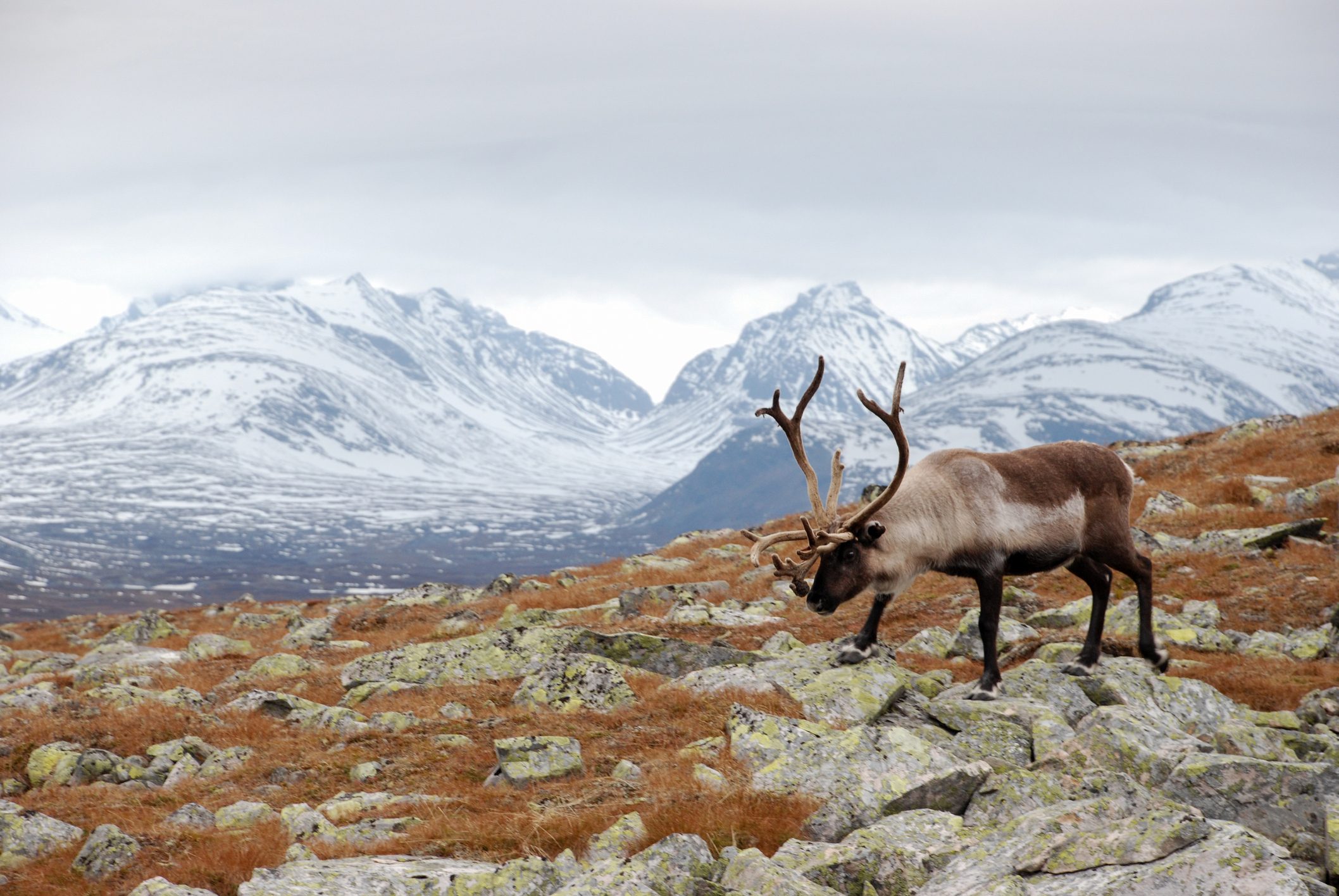 Reindeer against snow covered mountains