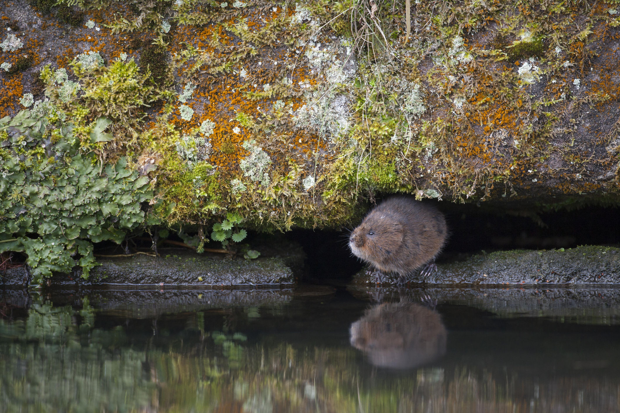 Water vole by the edge of a canal in Derbyshire, England, UK. © Kevin Sawford/Getty Water vole by the edge of a canal in Derbyshire, England, UK. © Kevin Sawford/Getty