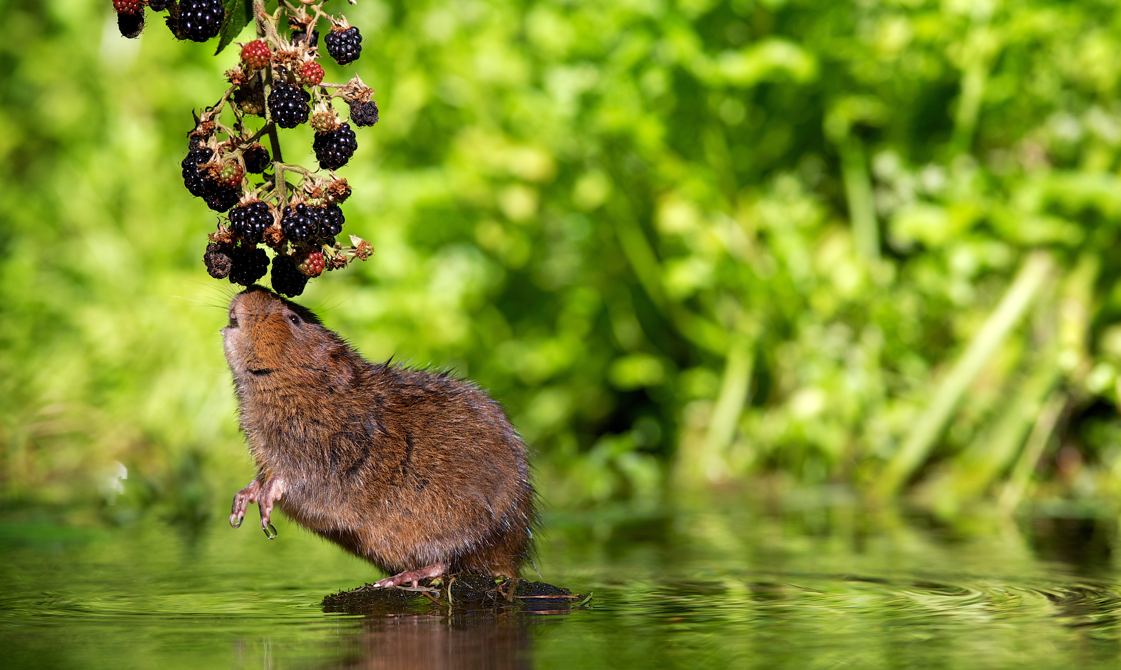 A European water vole feeding on blackberries. © Getty A European water vole feeding on blackberries. © Getty