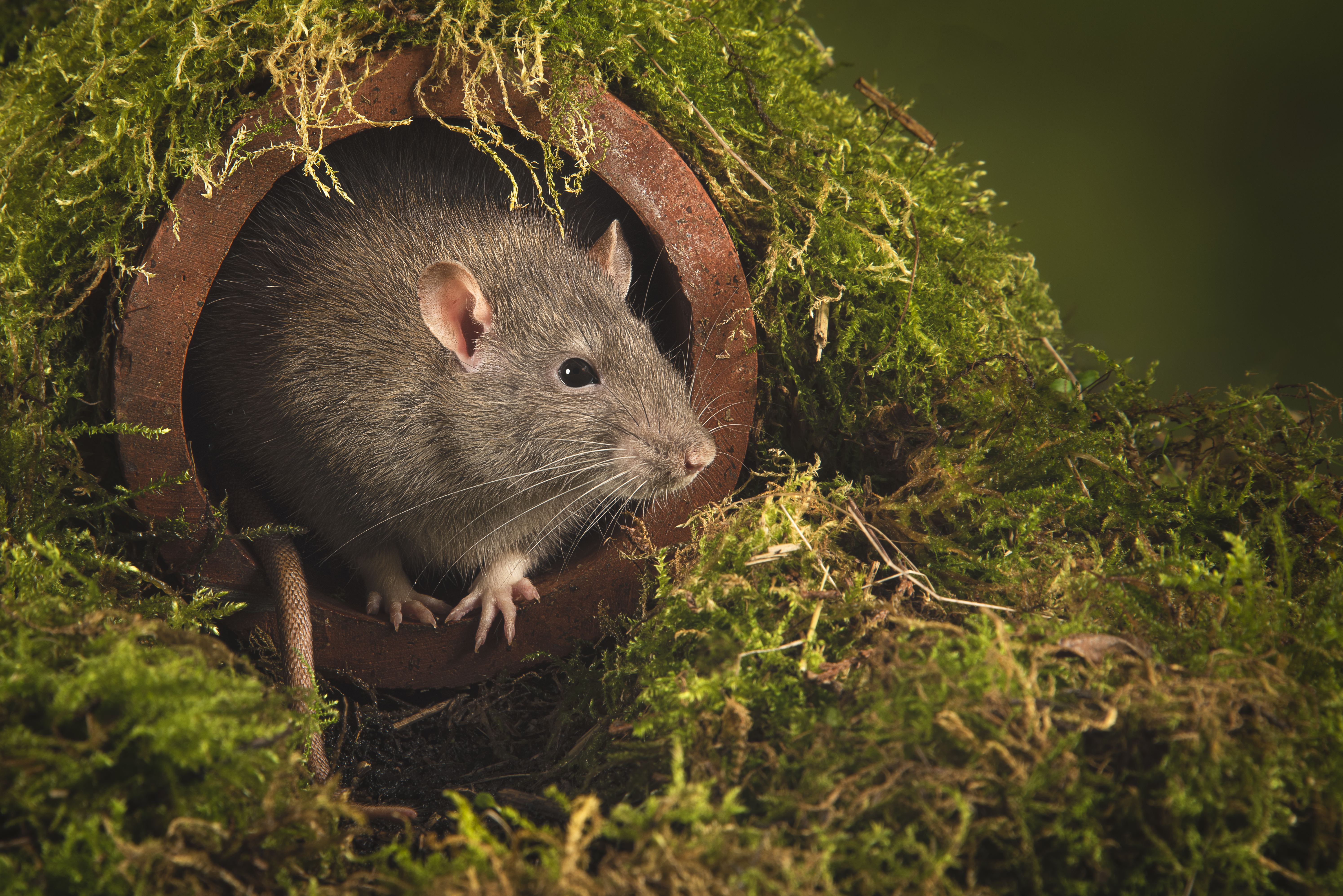 Rat in a drain Rat in a drain/Credit: Getty Images
