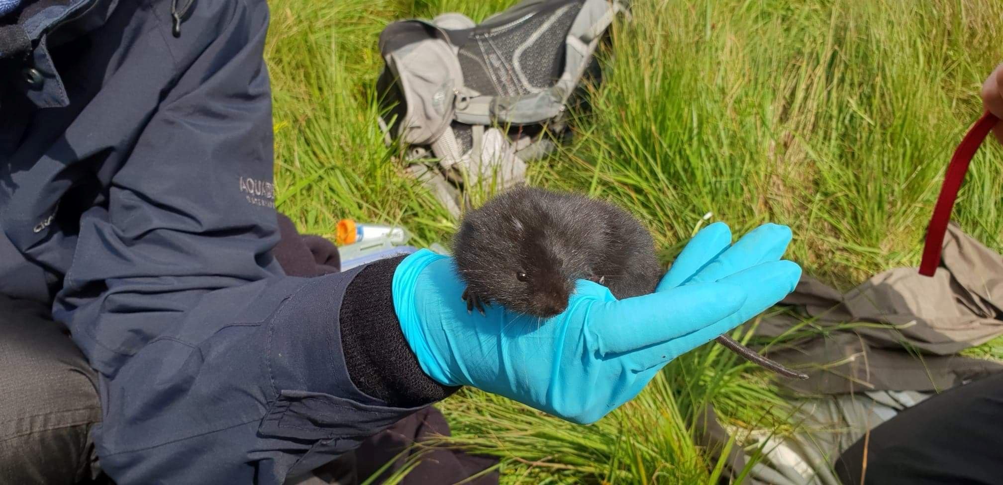 A juvenile black water vole. © Victoria Curley/Mammal Society A juvenile black water vole. © Victoria Curley/Mammal Society