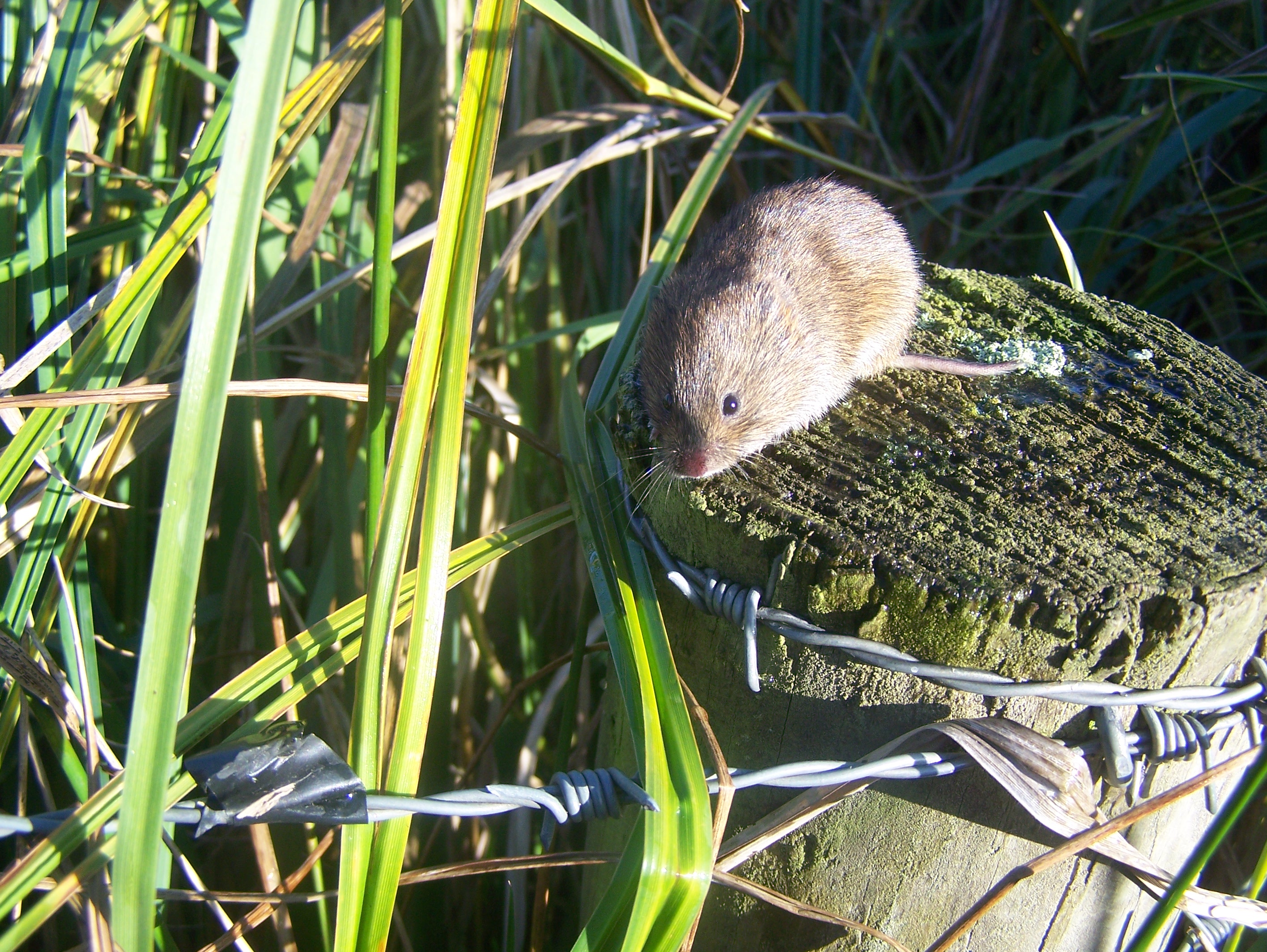 A field vole on the top of a fence post. © Derek Crawley/Mammal Society A field vole on the top of a fence post. © Derek Crawley/Mammal Society