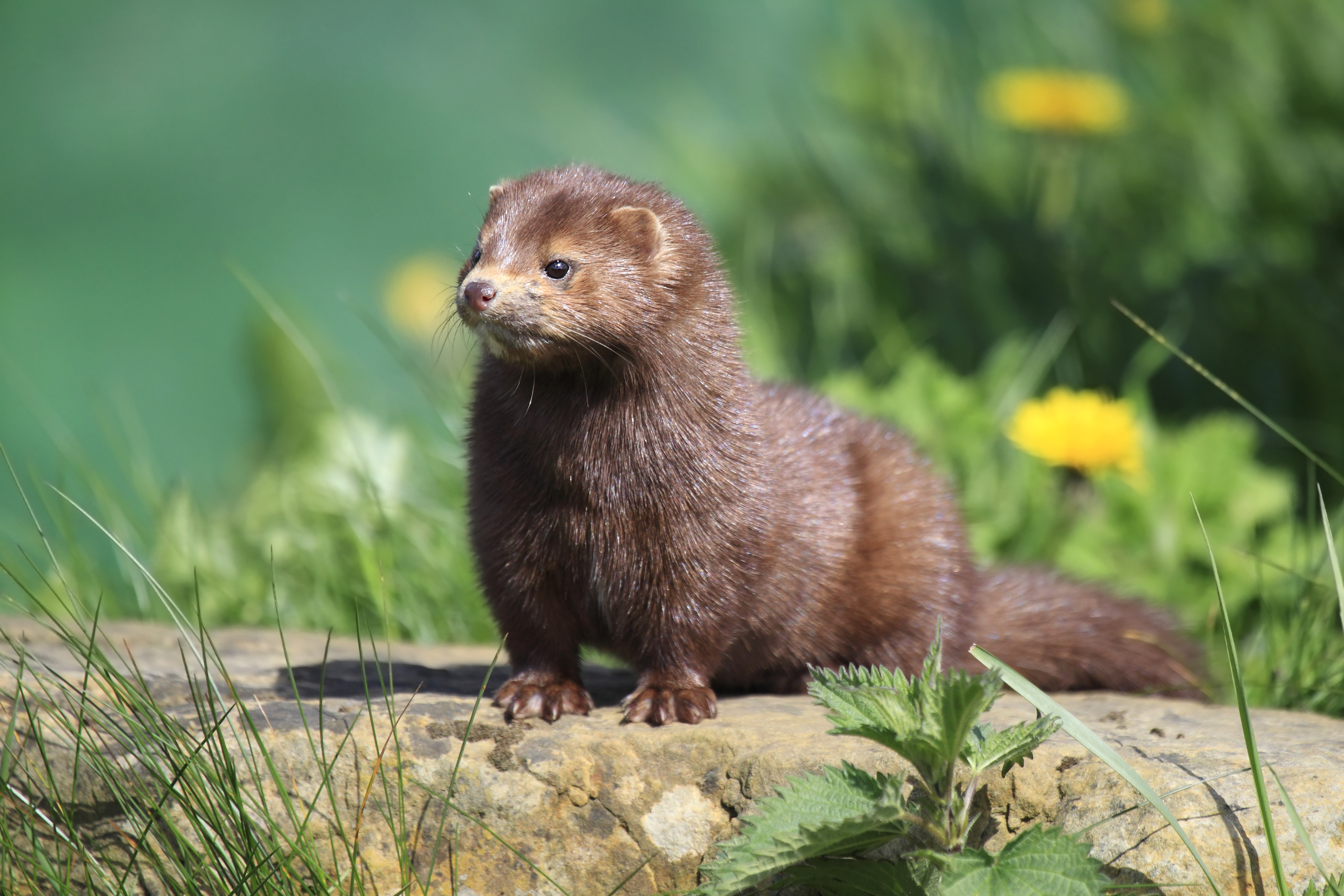 American Mink American Mink in Surrey, England.