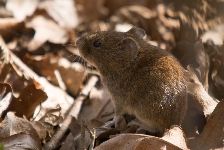 A bank vole among dried leaves. © Rob Yarham/Mammal Society A bank vole among dried leaves. © Rob Yarham/Mammal Society