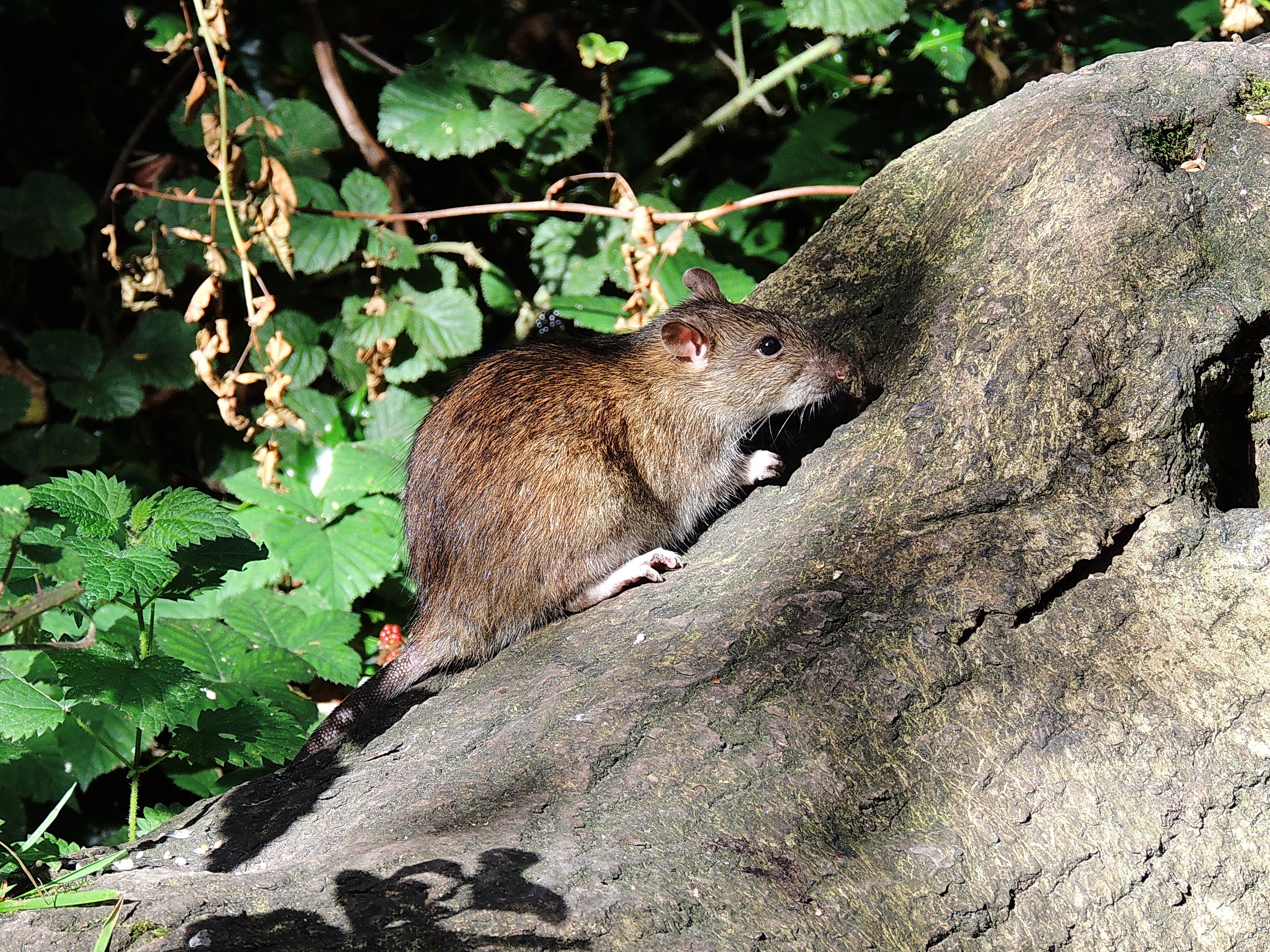 A brown rat on a log. © Malcom Welch/Mammal Society A brown rat on a log. © Malcom Welch/Mammal Society