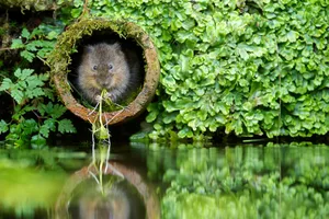 A water vole sitting on the edge of a pipe in Kent, England, UK. © Mark Bridger/Getty A water vole sitting on the edge of a pipe in Kent, England, UK. Mark Bridger/Getty