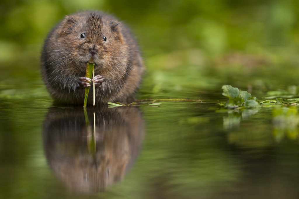 A water vole feeding on grass. © Philip Braude/Mammal Society A water vole feeding on grass. © Philip Braude/Mammal Society
