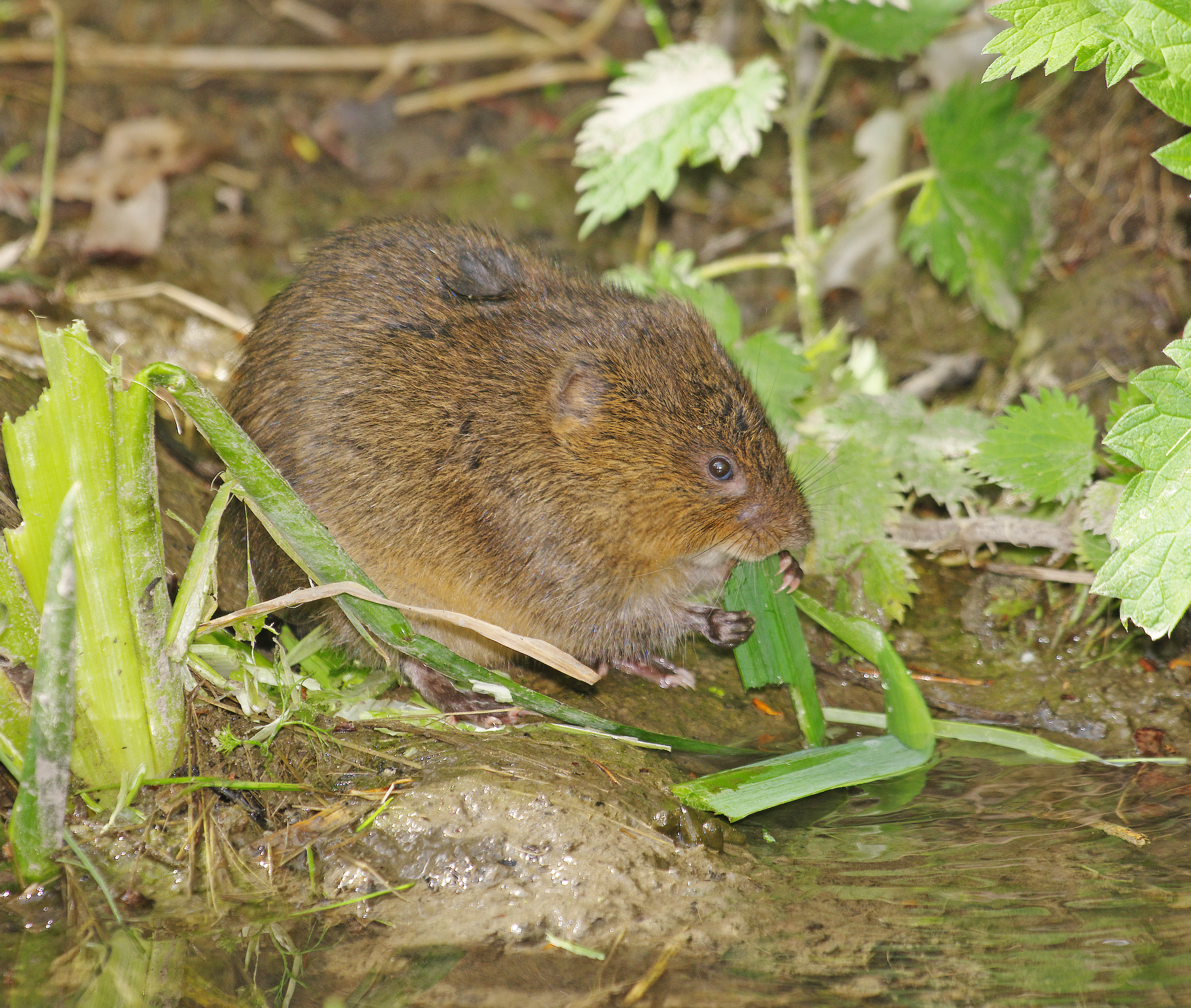 A water vole feeding on the edge of a stream in Swindon, Wiltshire, England, UK. © Gary Chalker/Getty A water vole feeding on the edge of a stream in Swindon, Wiltshire, England, UK. © Gary Chalker/Getty