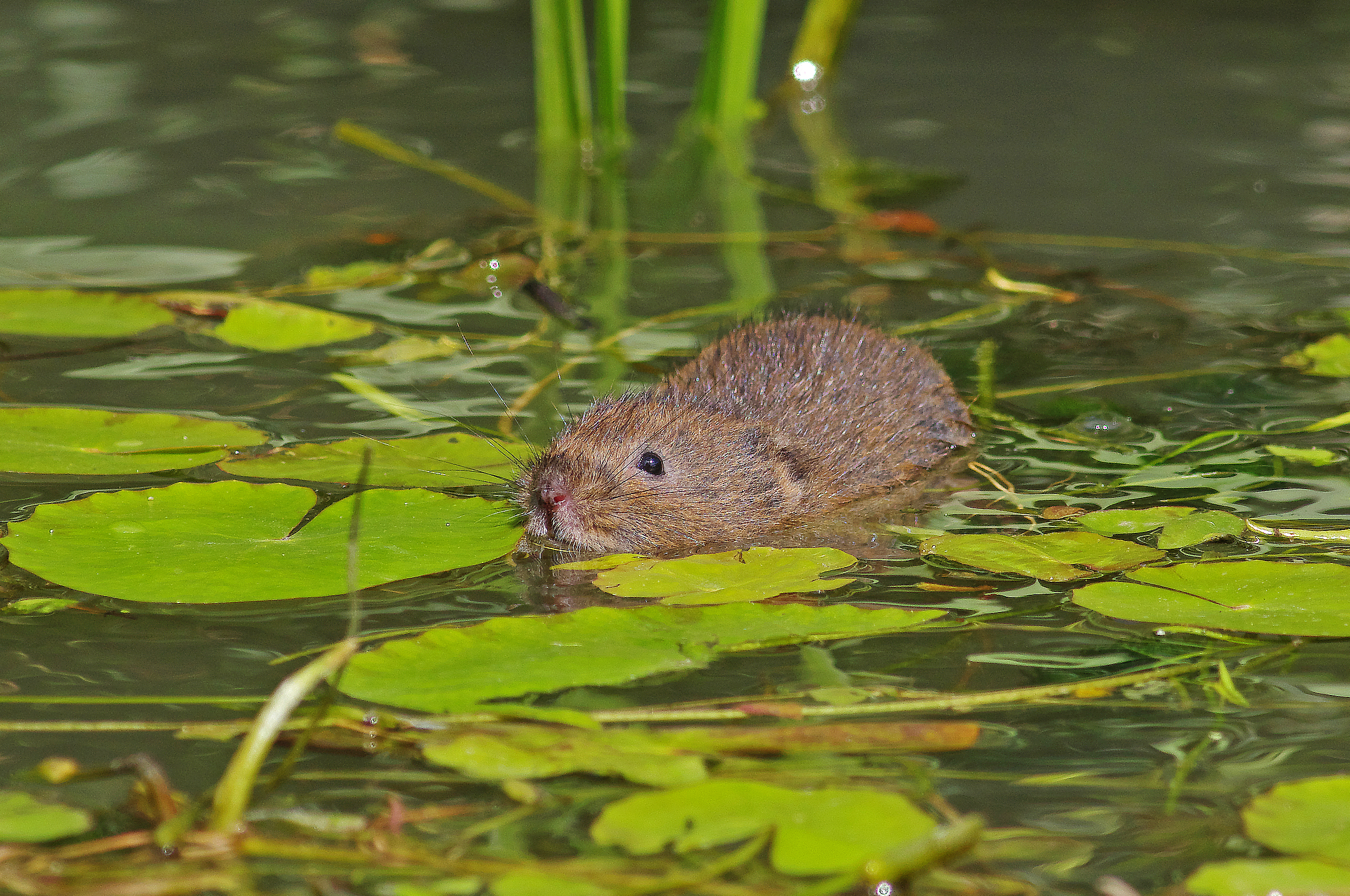 Water voles can be spotted swimming in rivers and waterways. © Getty Water voles can be spotted swimming in rivers and waterways. © Getty