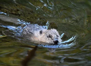 Difference between a beaver and an otter A beaver swimming