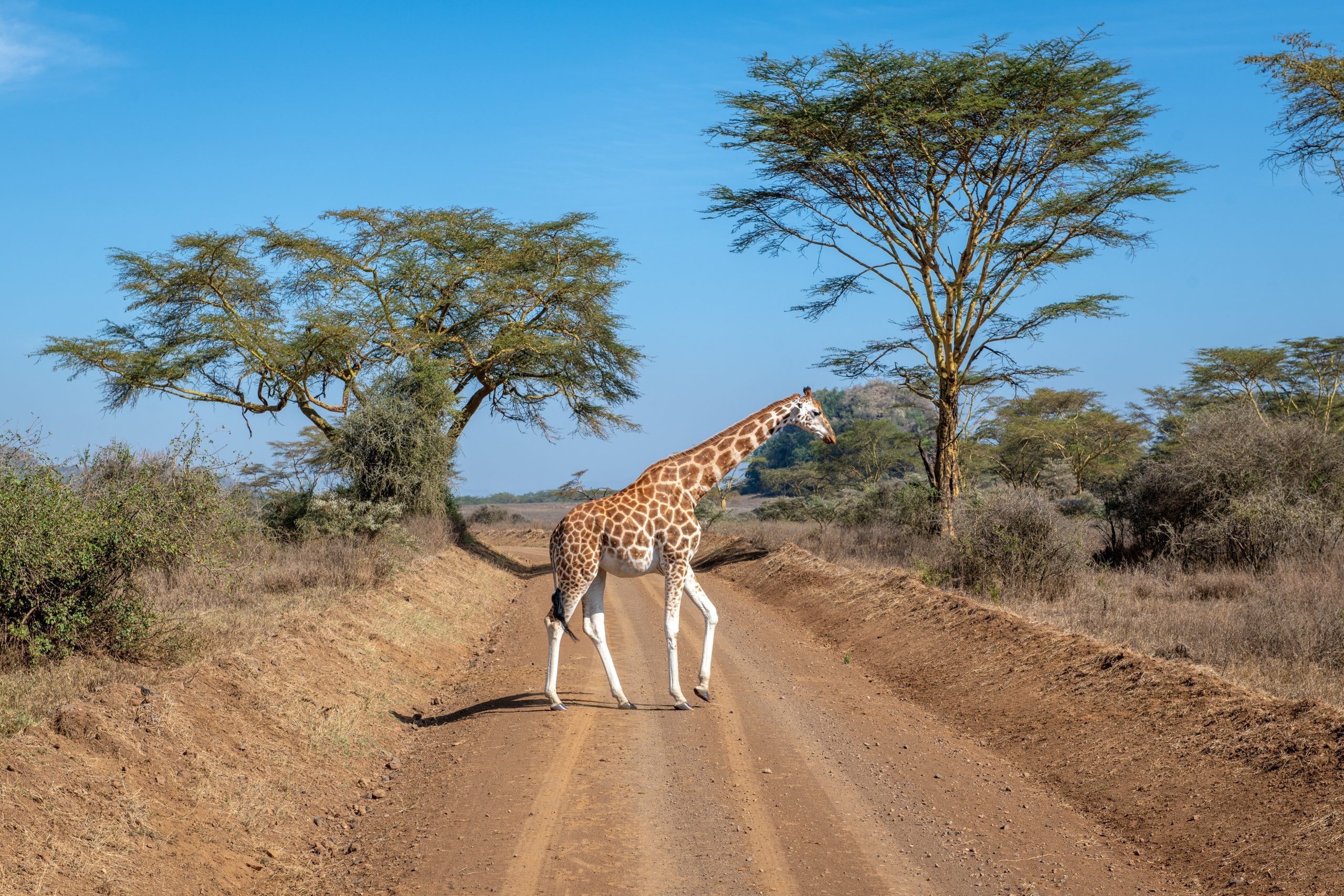 Rothschild's giraffe