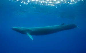 Fin whale swimming Fin whale swimming