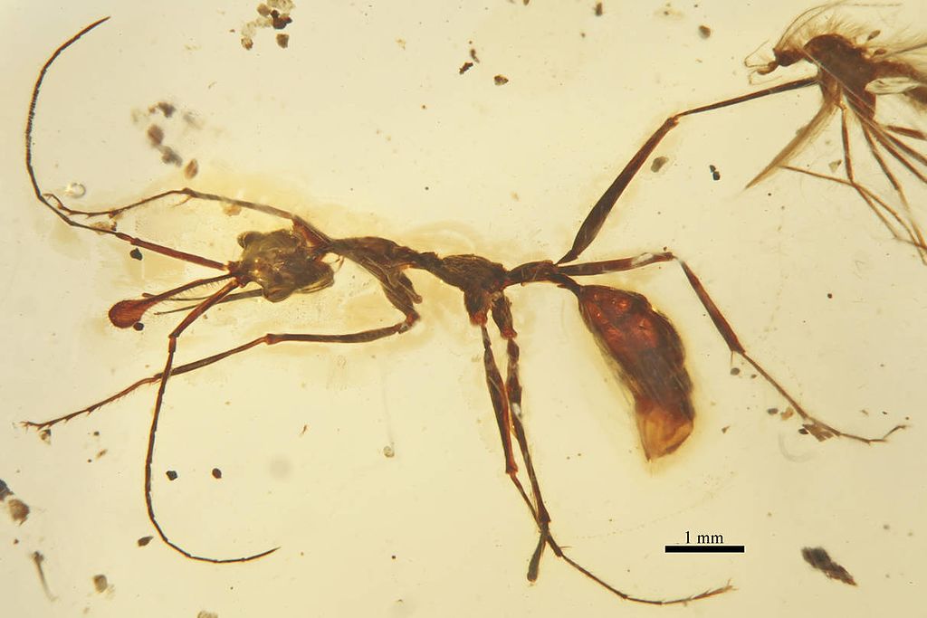 Ceratomyrmex