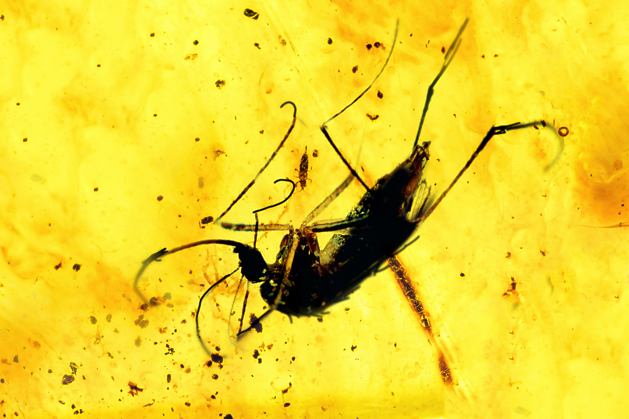Mosquito preserved in amber