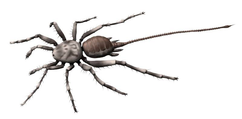 Chimerarachne