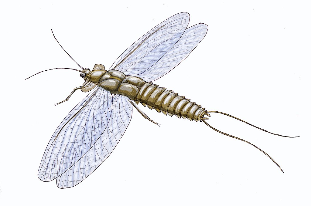 Mazothairos