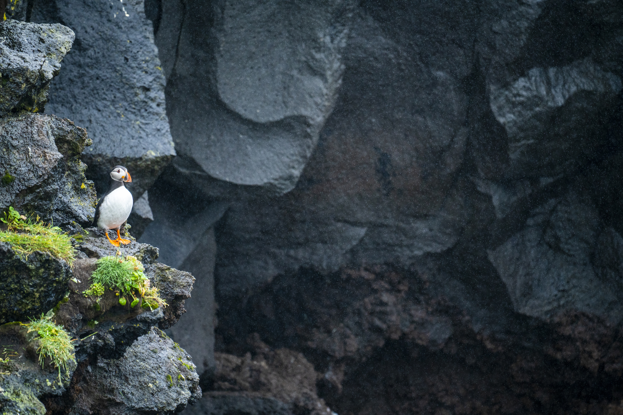 Puffin against black rock