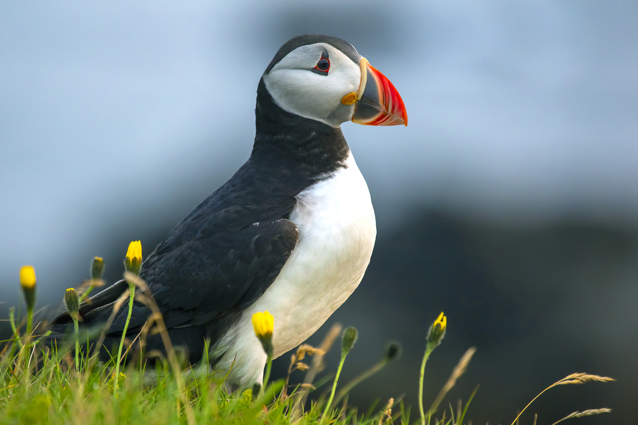 Puffin